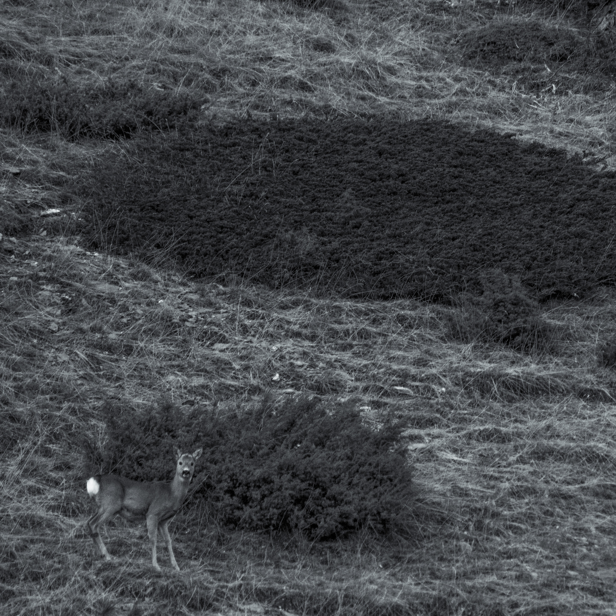 Sony 75-300mm F4.5-5.6 sample photo. The biche photography