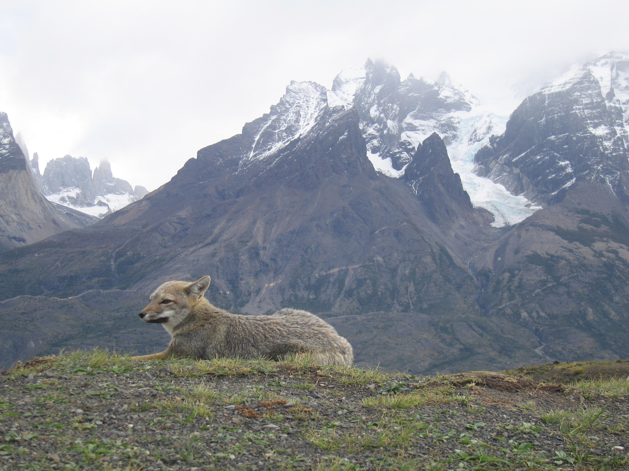 Canon POWERSHOT S70 sample photo. Yes, i m a fox and i love living here photography