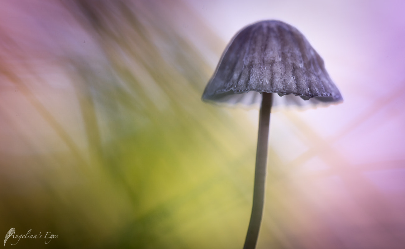 100mm F2.8 G SSM OSS sample photo. Mushroom planet photography