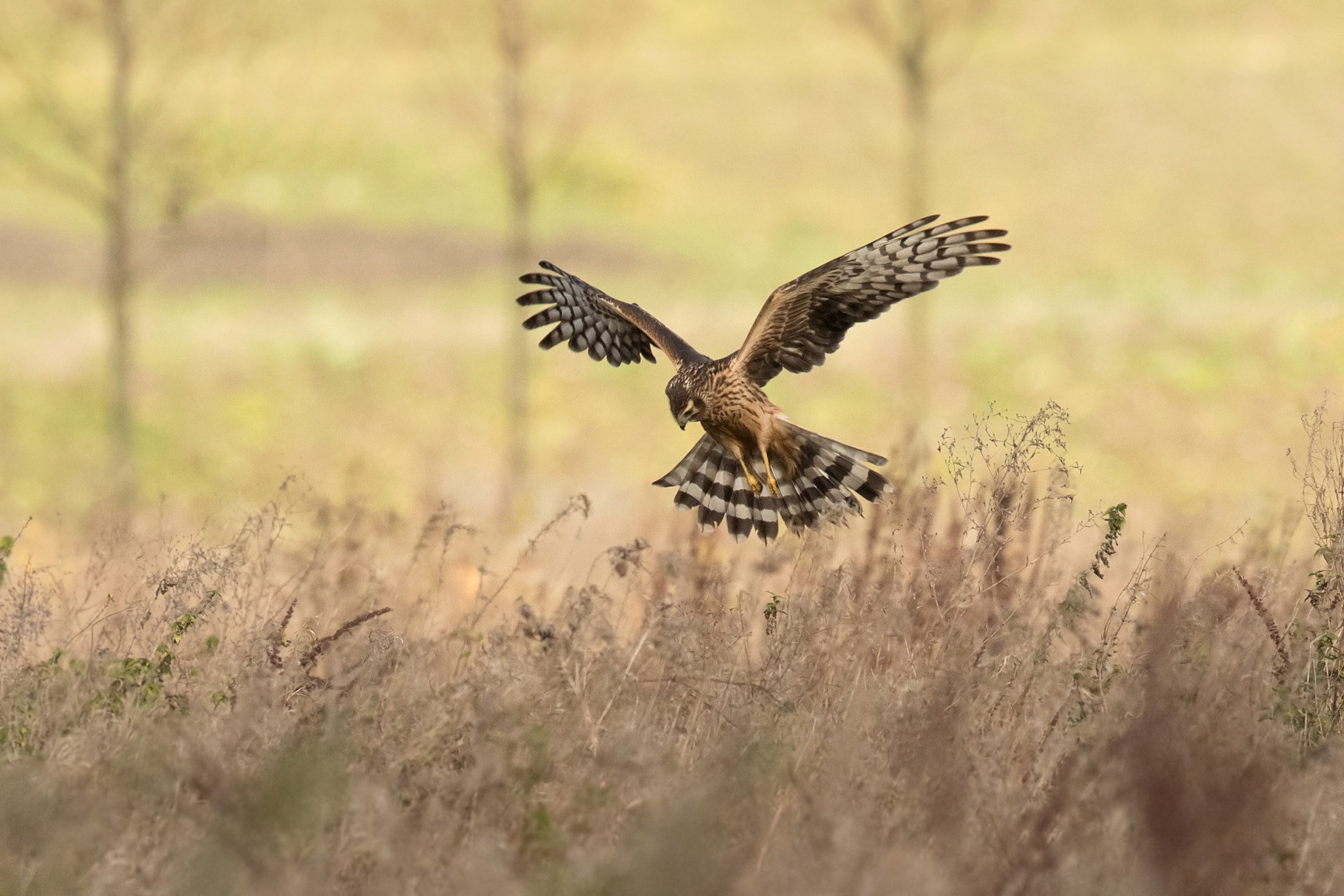 Canon EF 500mm F4L IS II USM sample photo. Circus cyaneus photography