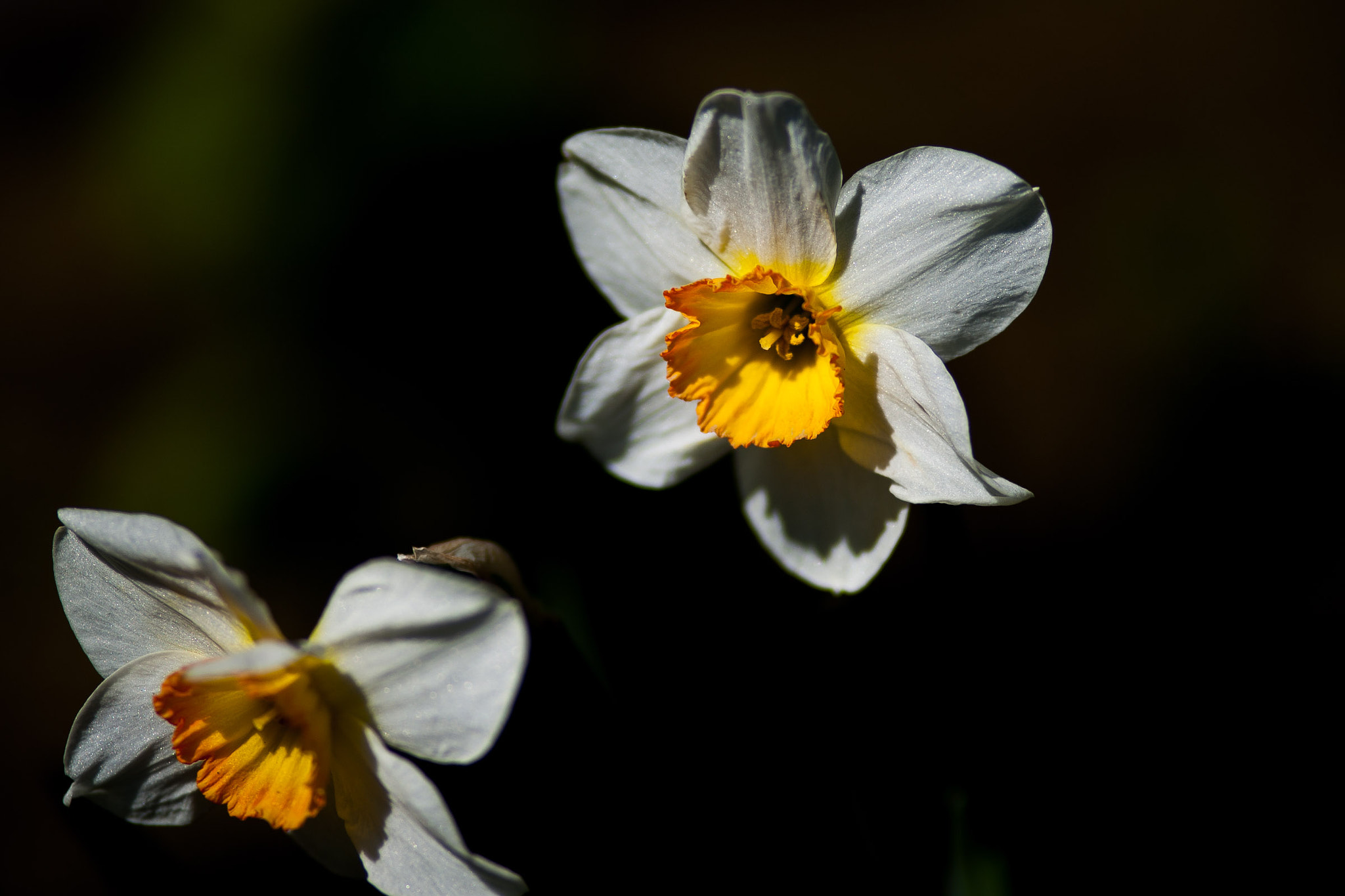 Canon EF 100mm F2.0 USM sample photo. Couple photography