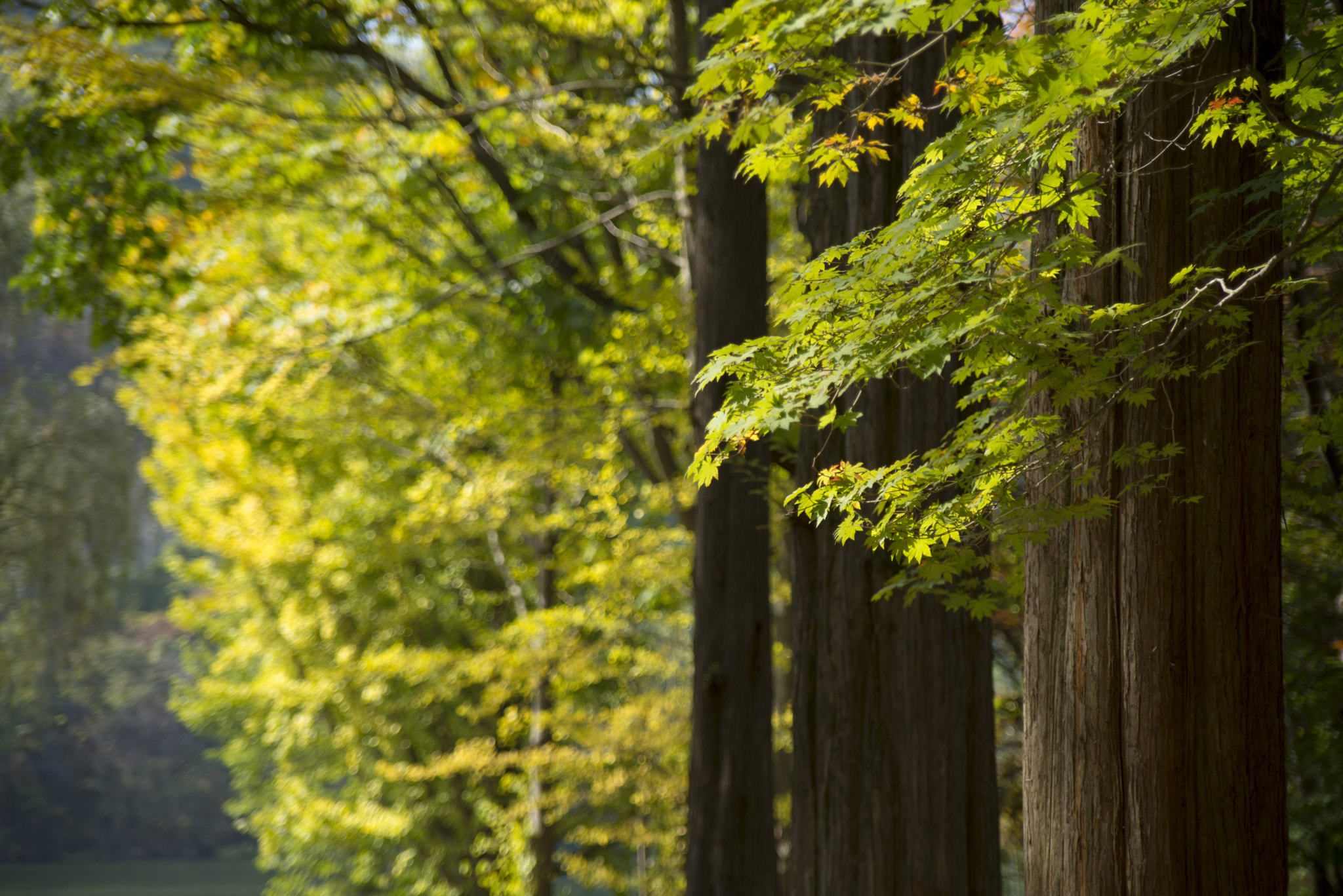 AF Zoom-Nikkor 35-105mm f/3.5-4.5D sample photo. Nami island photography