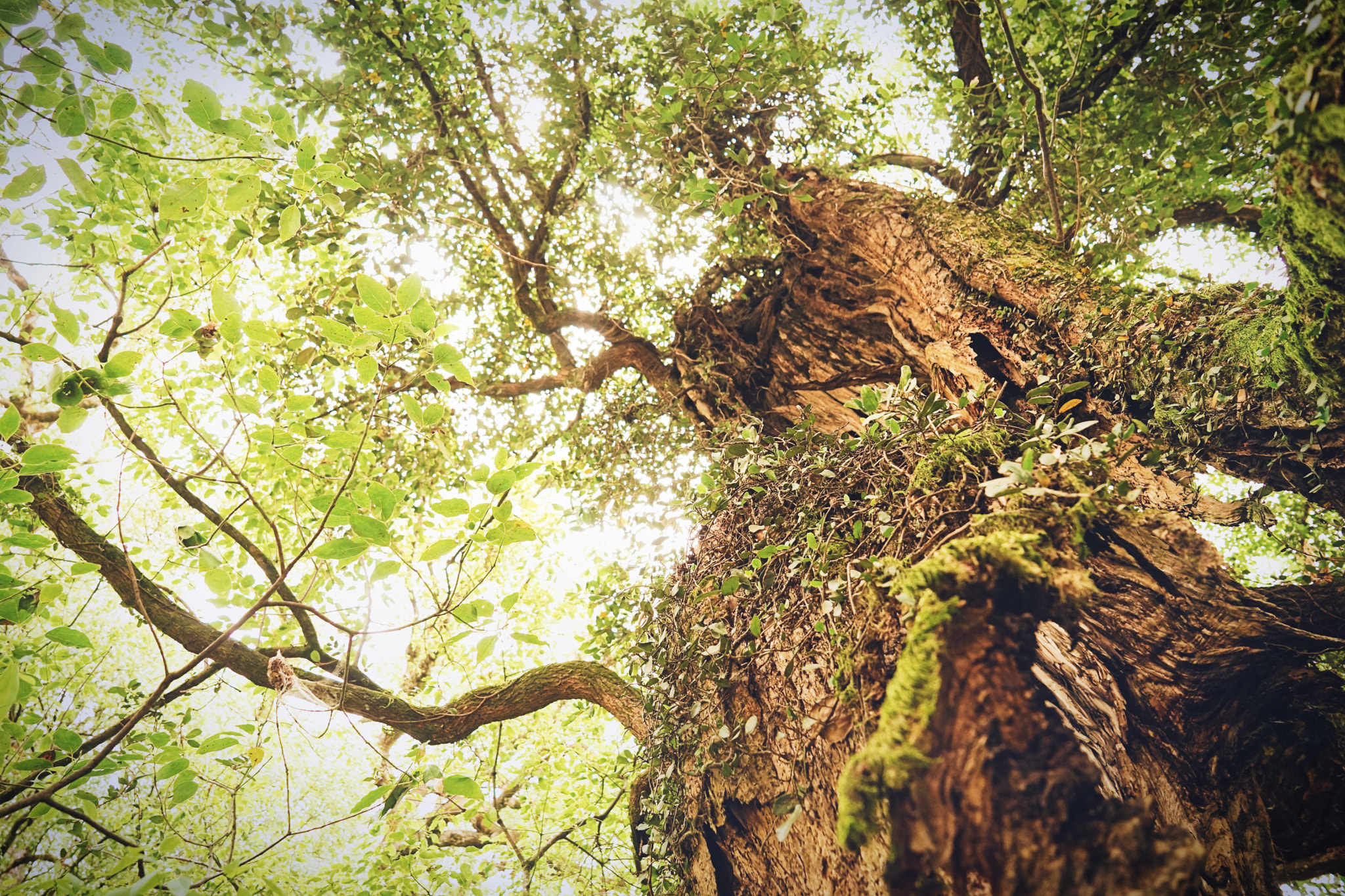 Sony a7 II + Sony Vario Tessar T* FE 24-70mm F4 ZA OSS sample photo. Tree photography