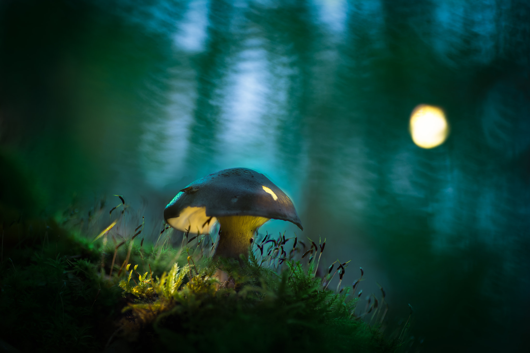 Canon EOS 6D + Tamron SP AF 90mm F2.8 Di Macro sample photo. Champignon sous la lune photography