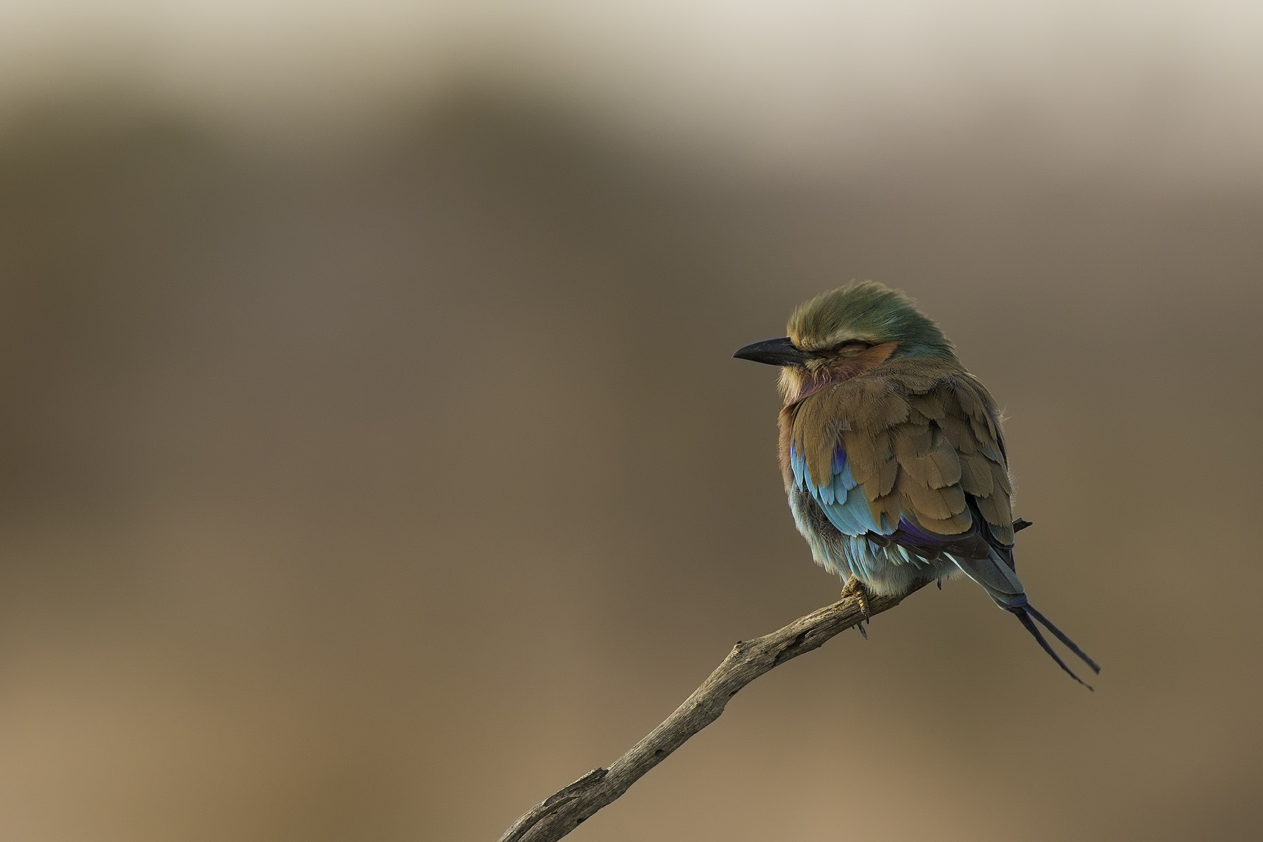 Canon EF 600mm F4L IS II USM sample photo. Sleeping beauty photography