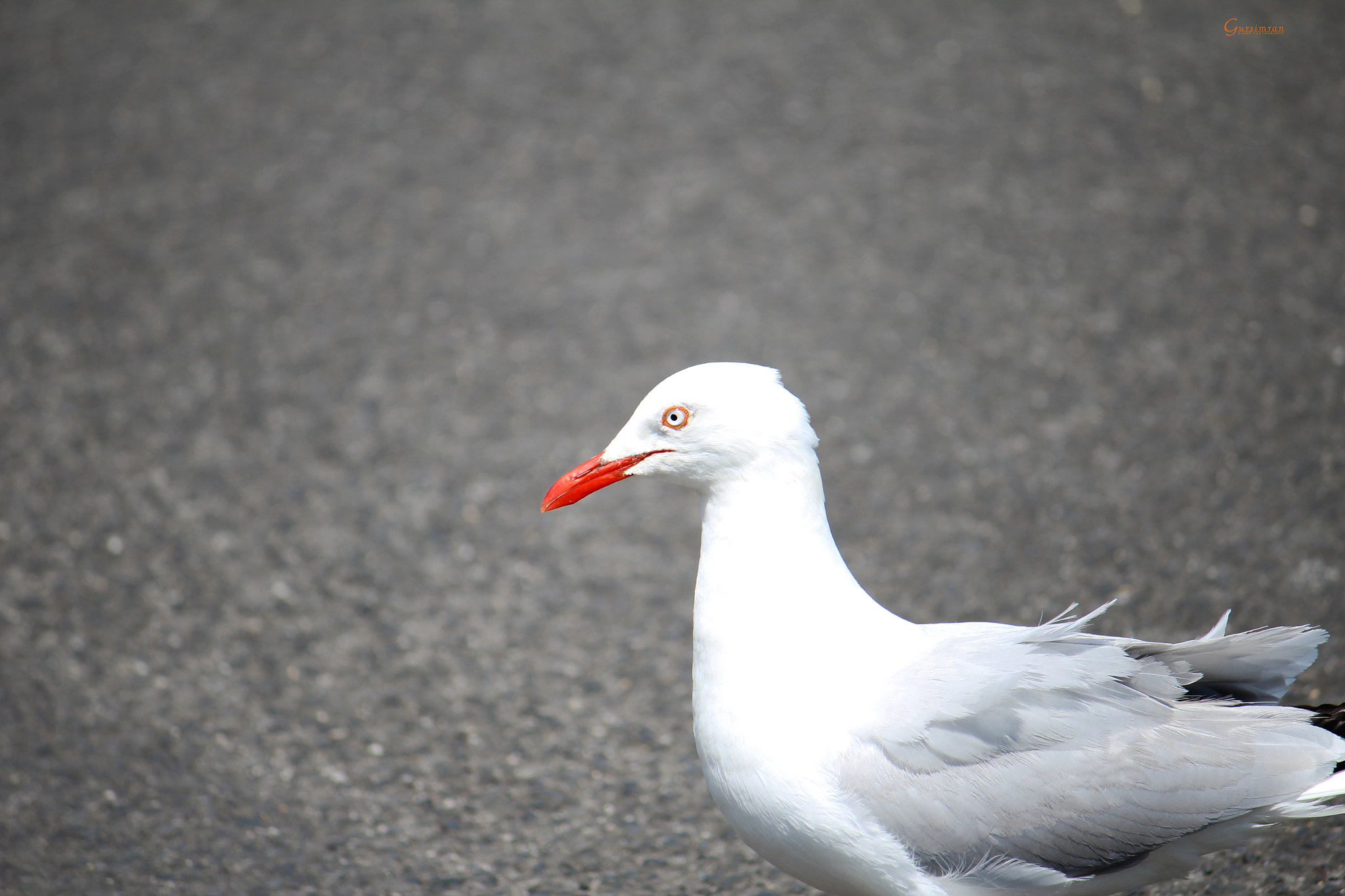 Canon EF-S 55-250mm F4-5.6 IS sample photo. Seagull.jpg photography