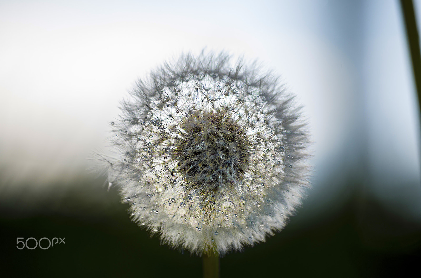 Pentax K-30 + Pentax smc DA 50-200mm F4-5.6 ED sample photo. Dandelion photography