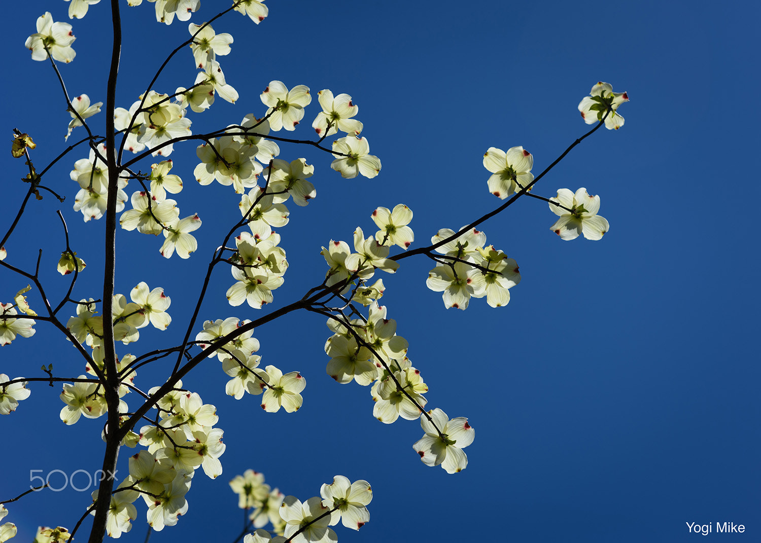 Nikon Df + Sigma 85mm F1.4 EX DG HSM sample photo. Flowering dogwood photography