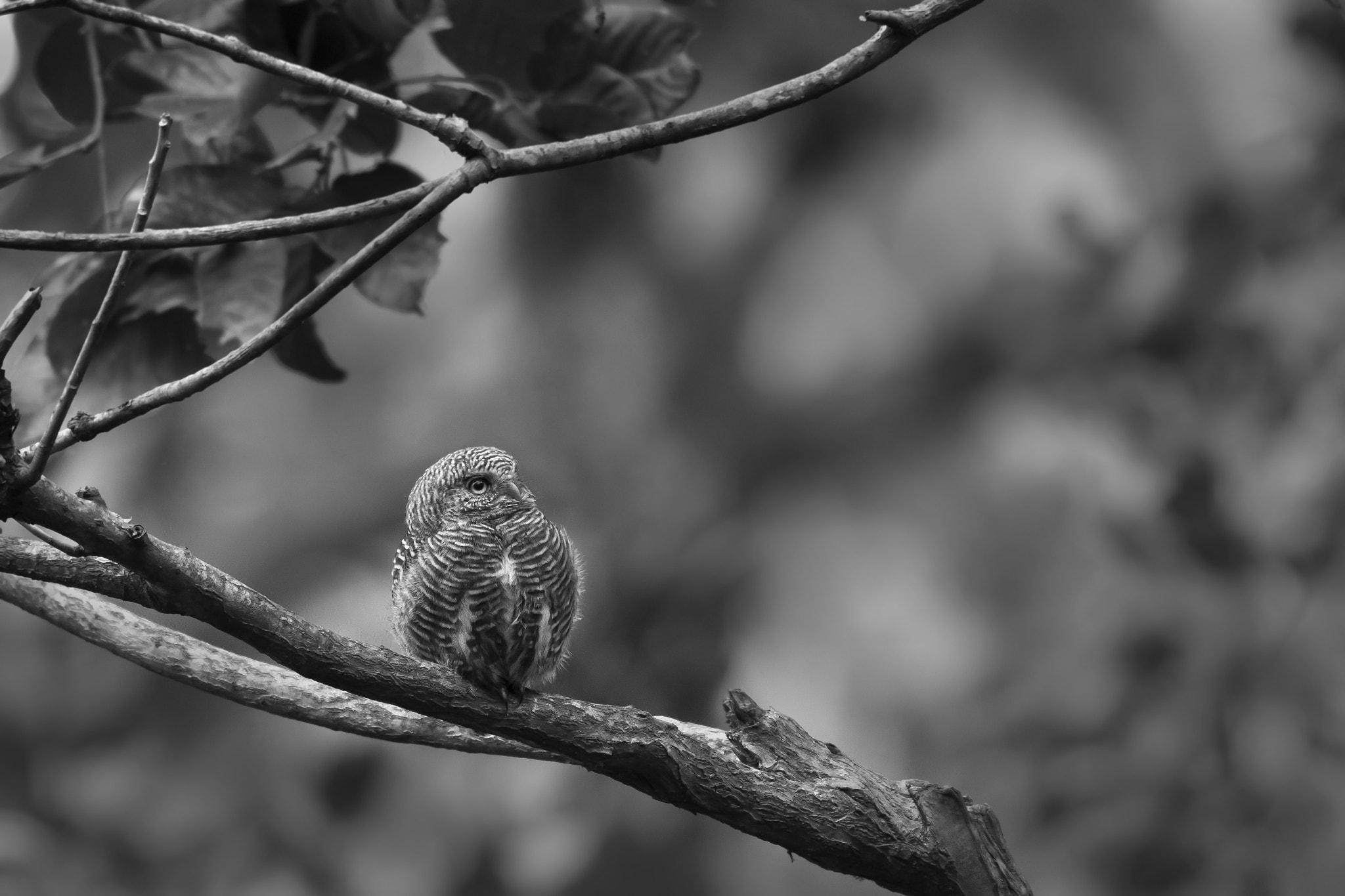 Canon EOS 60D + 150-600mm F5-6.3 DG OS HSM | Sports 014 sample photo. Asian barred owlet photography