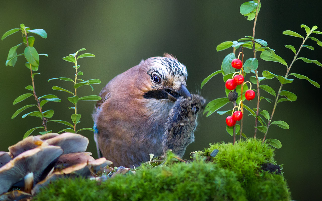 Canon EOS 7D + Canon EF 300mm F4L IS USM sample photo. Хищница photography