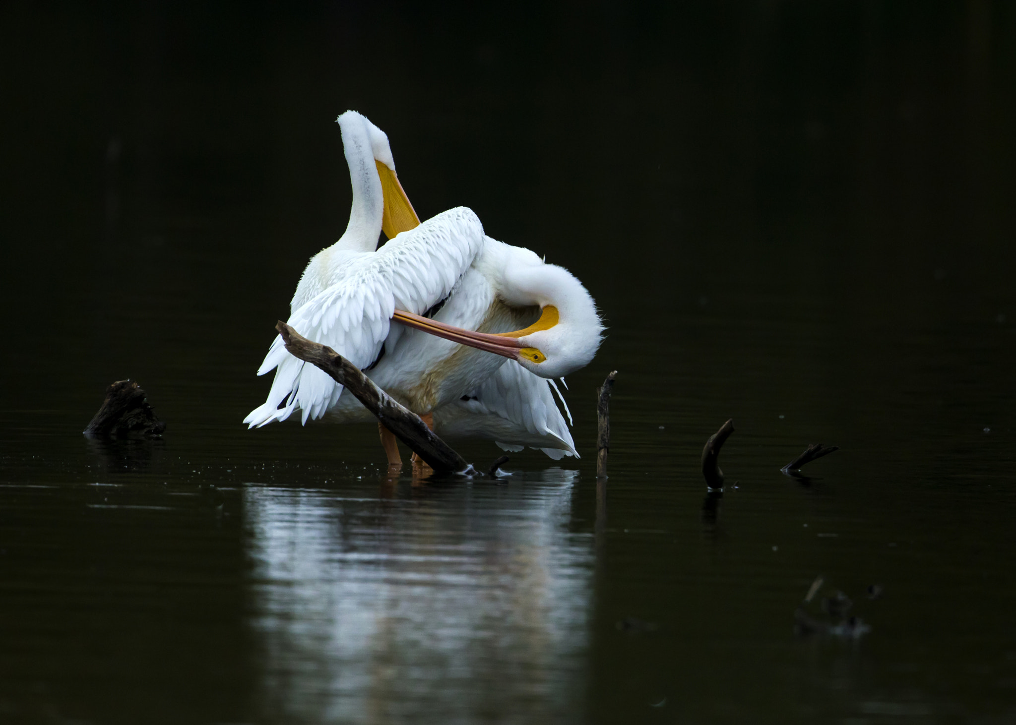 Canon EOS-1D Mark IV + Canon EF 500mm F4L IS USM sample photo. Reverie photography