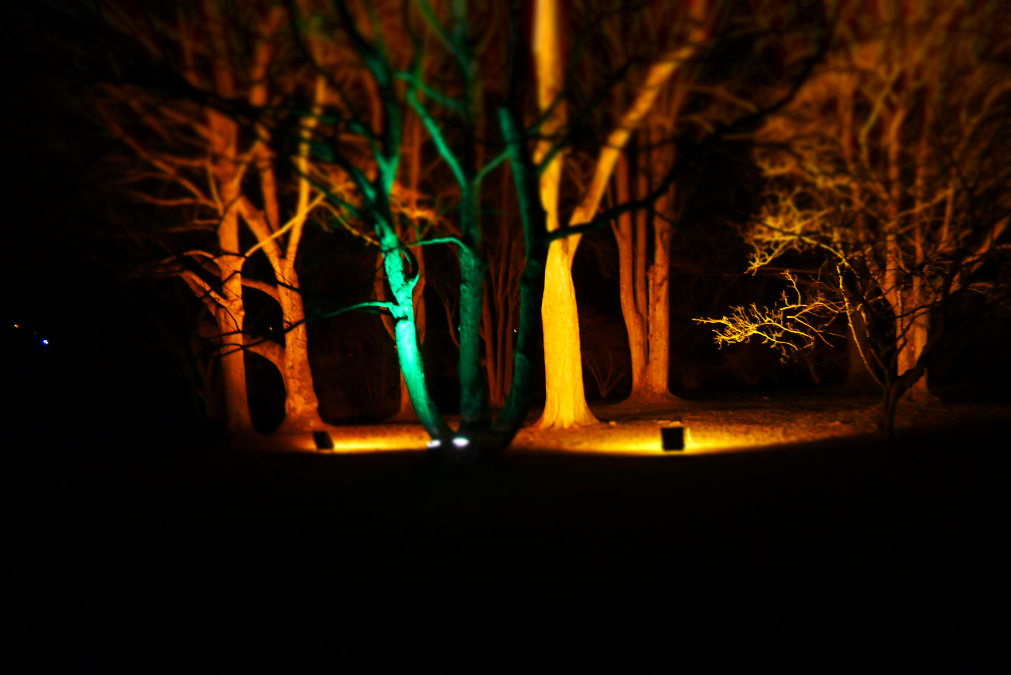 Leica D-LUX 5 sample photo. Tree of a kind photography