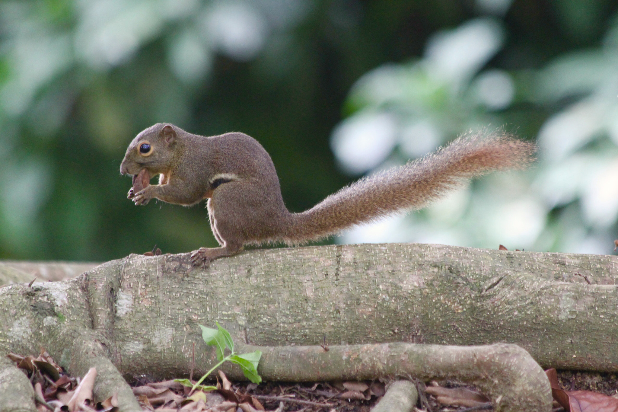 Canon EOS 500D (EOS Rebel T1i / EOS Kiss X3) + Canon EF 70-300mm F4-5.6 IS USM sample photo. Squirrel nut photography