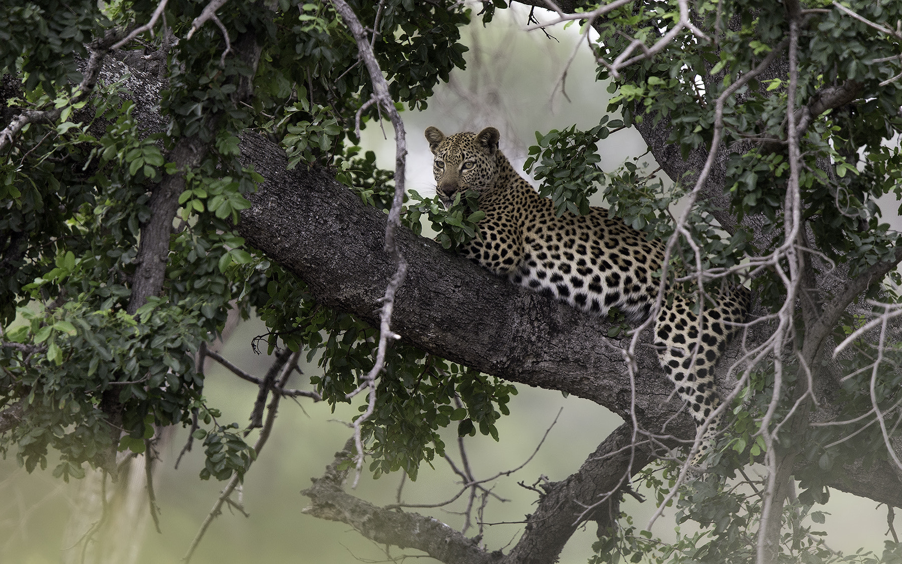 Canon EF 600mm F4L IS II USM sample photo. Hiding photography