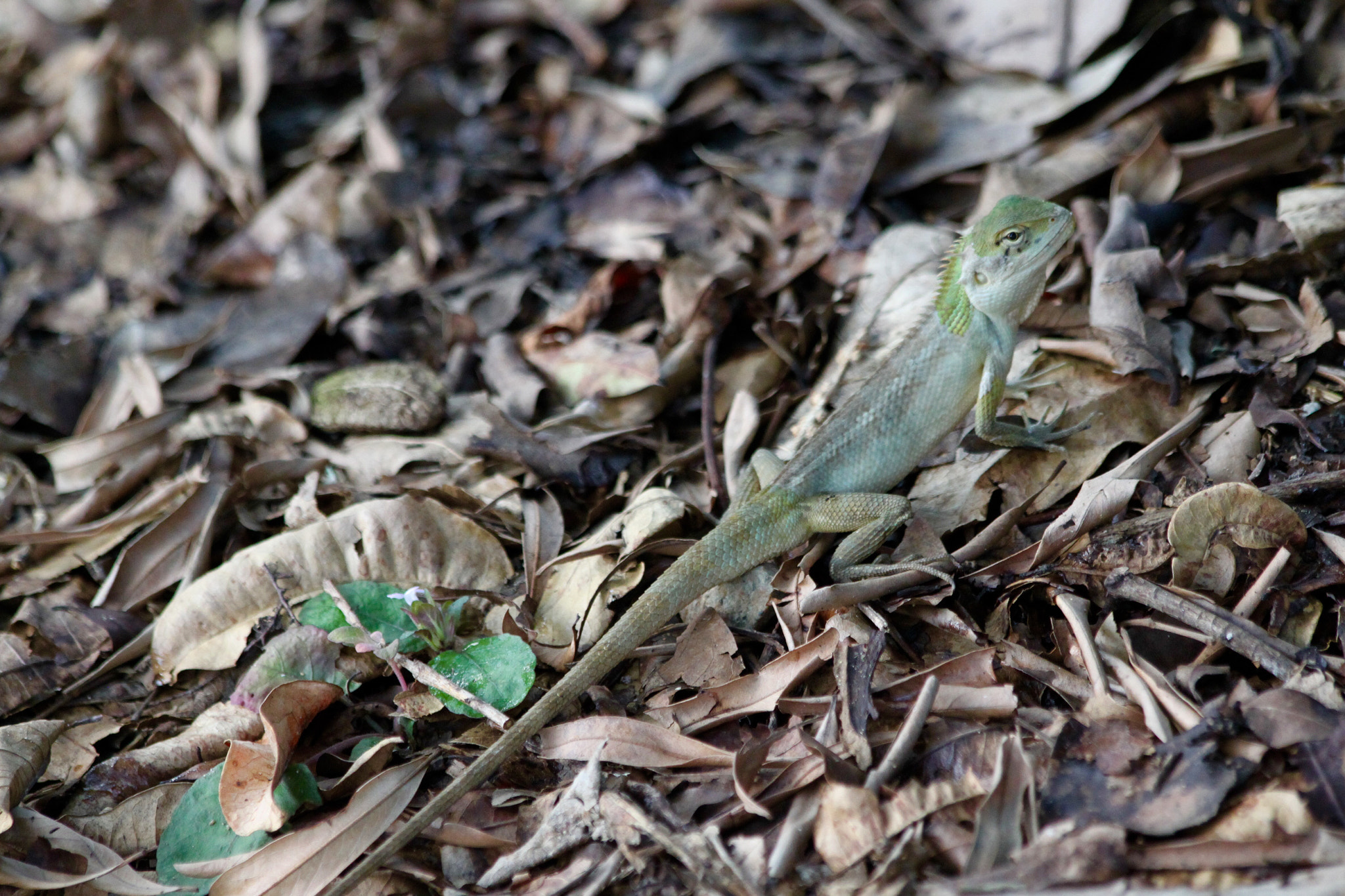 Canon EF 70-300mm F4-5.6 IS USM sample photo. Lizard photography