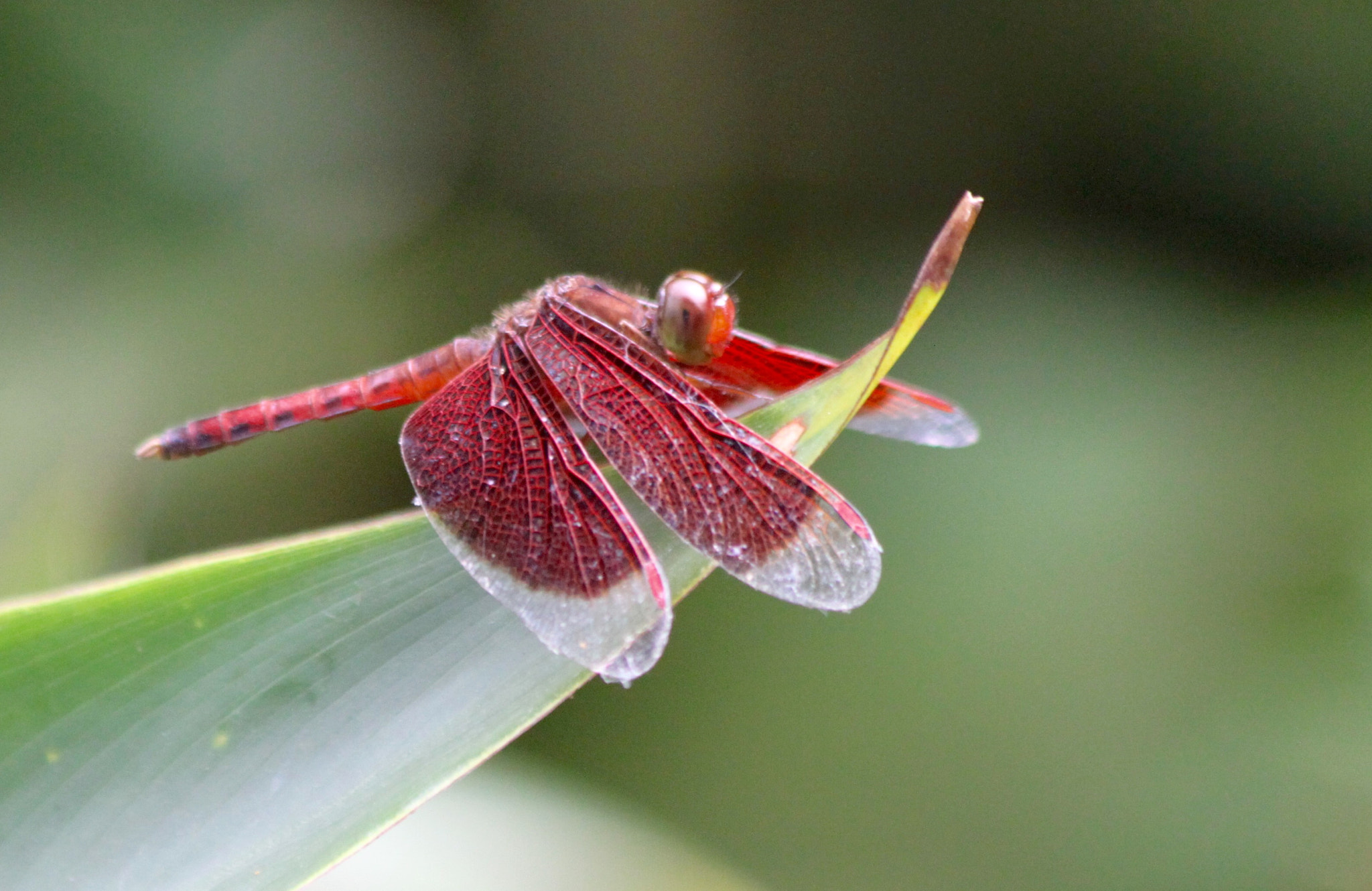 Canon EF 70-300mm F4-5.6 IS USM sample photo. Dragonfly photography