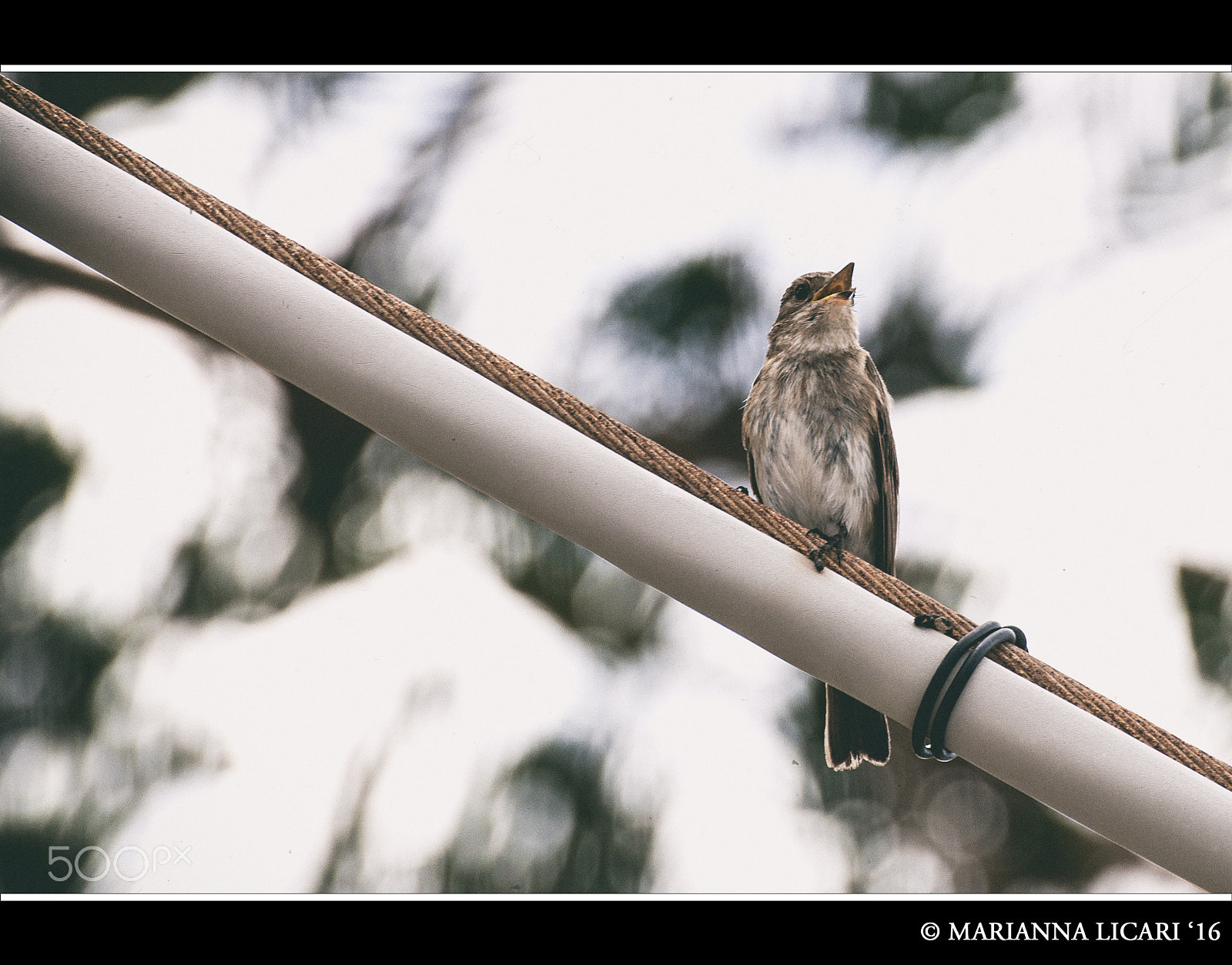 Nikon D5000 sample photo. Like a bird on the wire/come un uccello sul filo photography