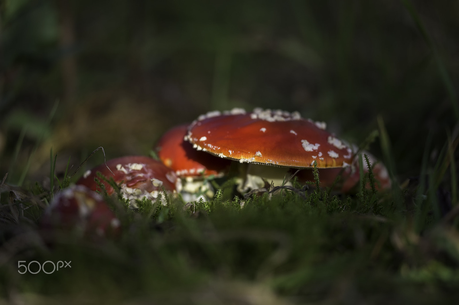 Sigma 150mm f/2.8 EX DG OS HSM APO Macro sample photo. Vliegenzwammen photography