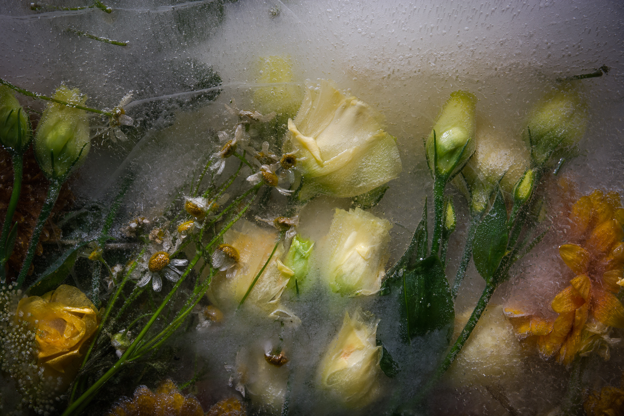 Nikon D5200 sample photo. Frozen flowers photography