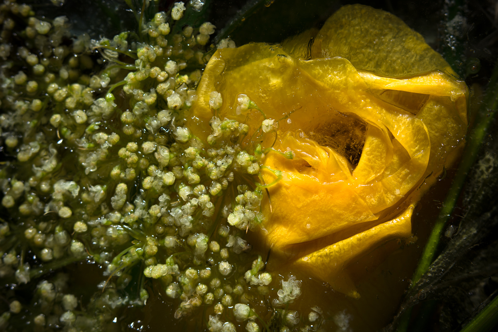 Nikon D5200 + Sigma 150mm F2.8 EX DG OS Macro HSM sample photo. Frozen flowers photography