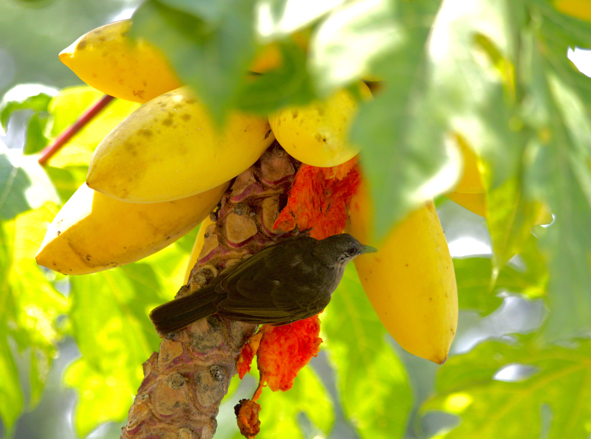 Canon EF 70-300mm F4-5.6 IS USM sample photo. Perfect hiding photography