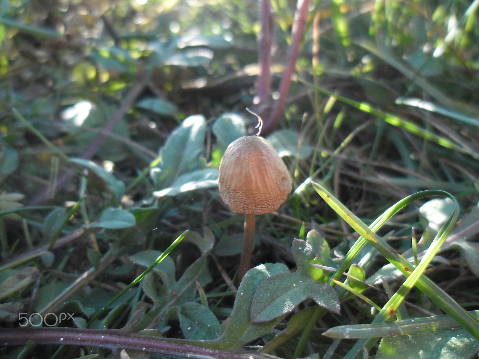 Samsung ES90/ ES91 sample photo. "little mushroom"... photography