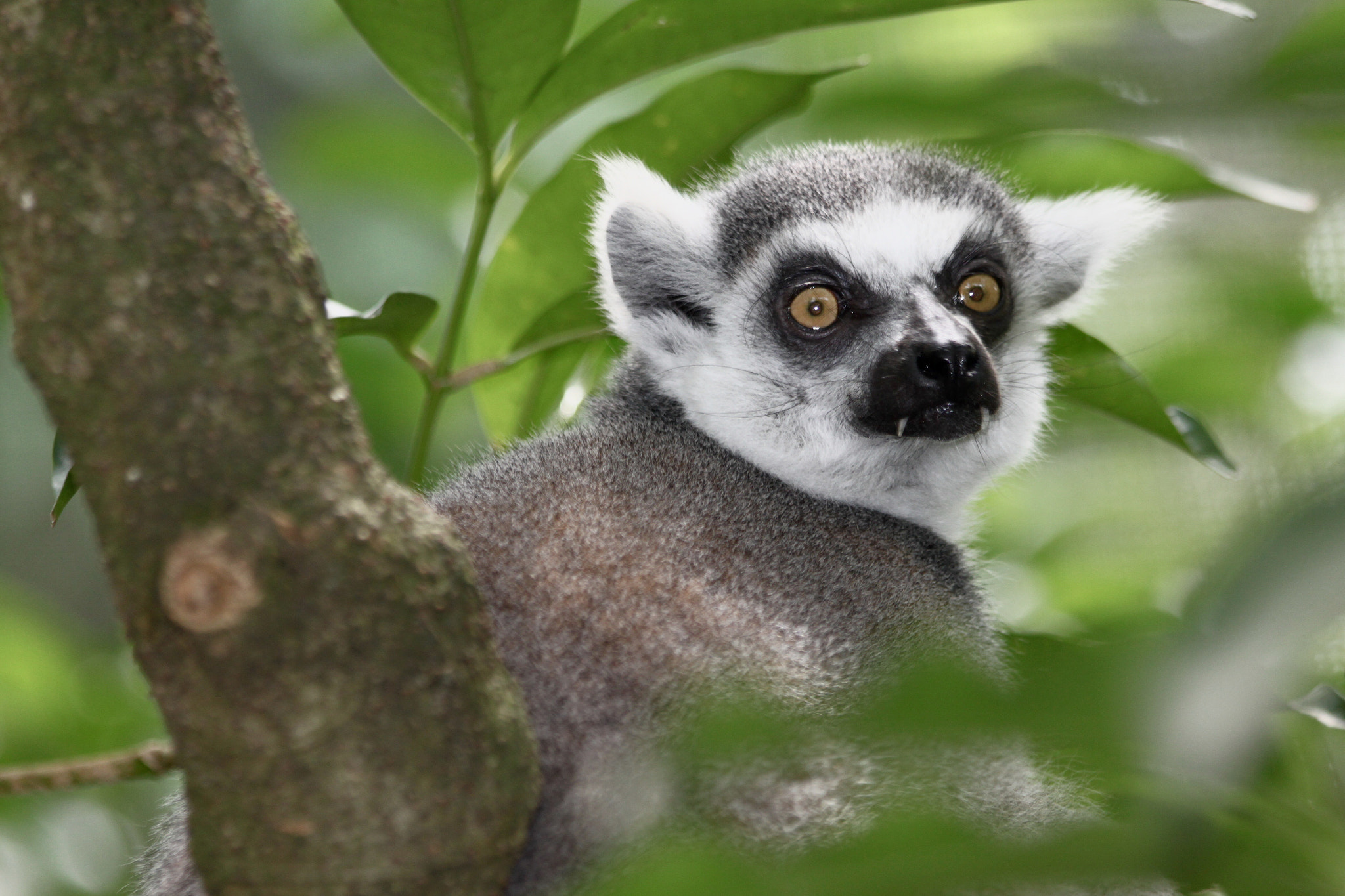 Canon EF 70-300mm F4-5.6 IS USM sample photo. Lemur of madagascar photography
