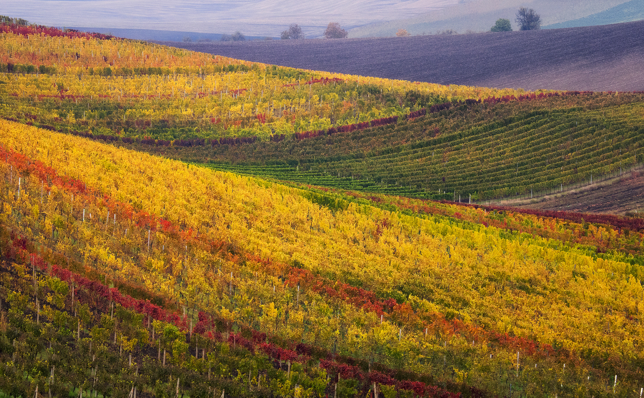 Olympus OM-D E-M1 sample photo. Autumn vineyard photography