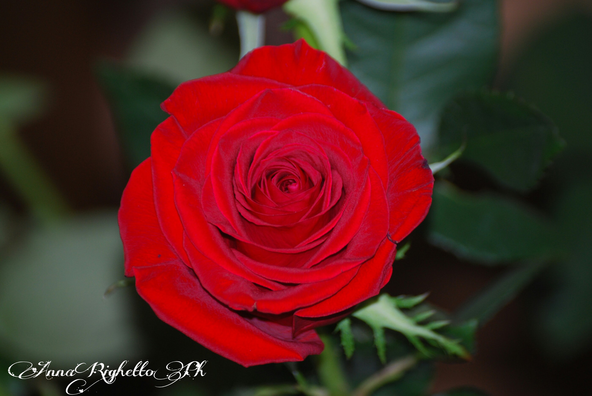 Nikon D60 sample photo. Red rose photography
