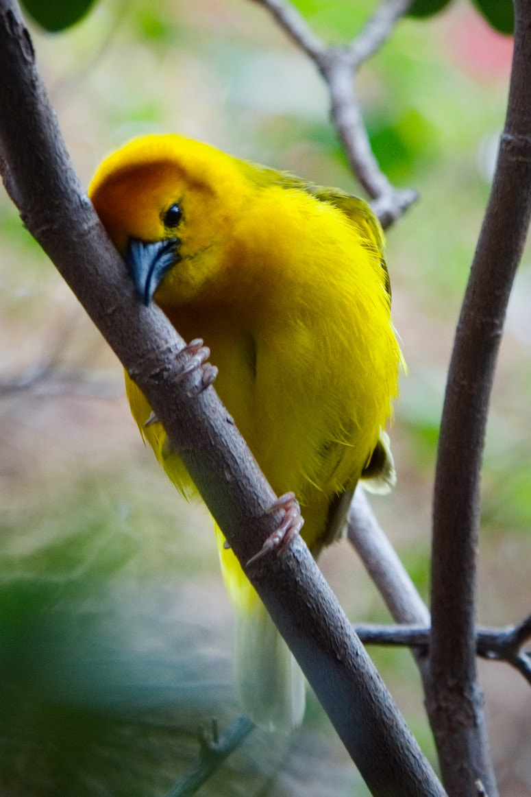 Nikon D7200 + Sigma 70-200mm F2.8 EX DG OS HSM sample photo. Taveta golden weaver photography