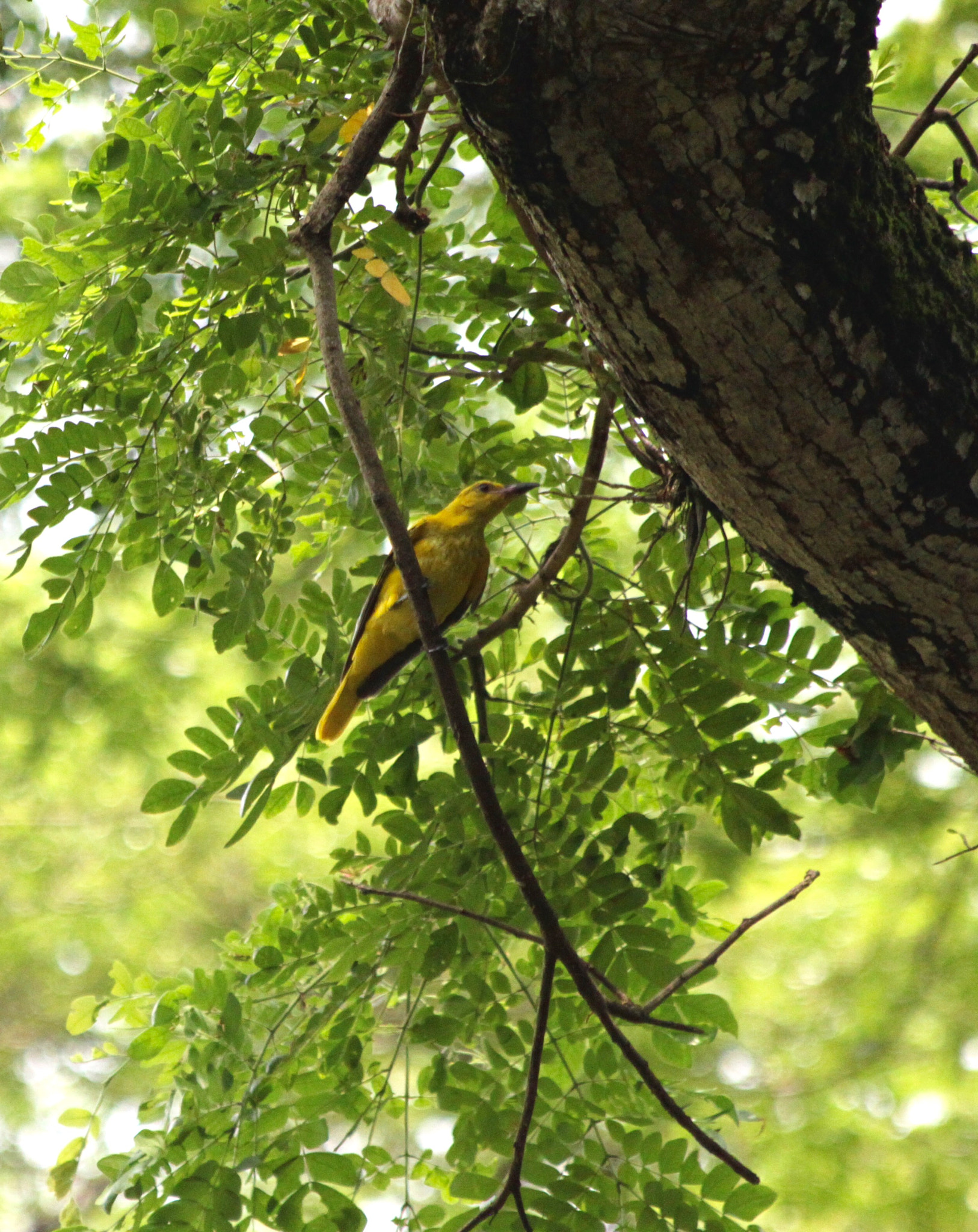 Canon EF 70-300mm F4-5.6 IS USM sample photo. Through the leaves photography