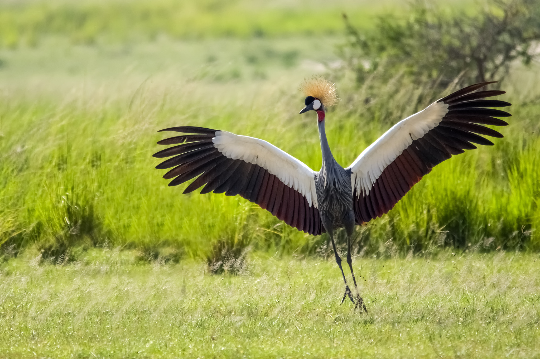 Pentax K-3 II + Sigma 150-500mm F5-6.3 DG OS HSM sample photo. Dance photography