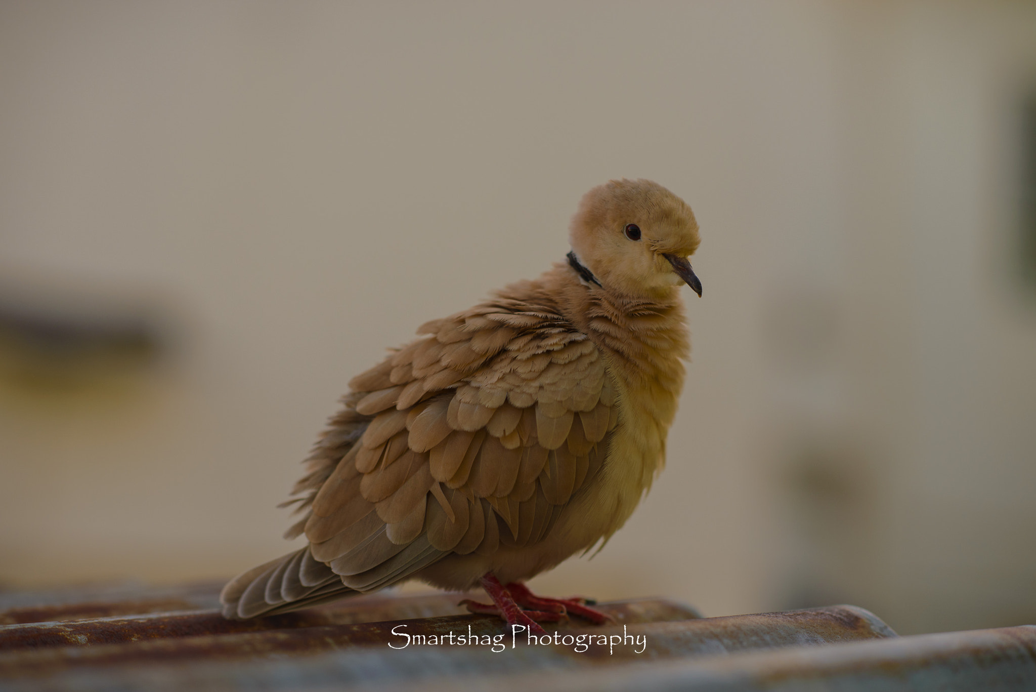 Nikon D610 sample photo. Young bird photography