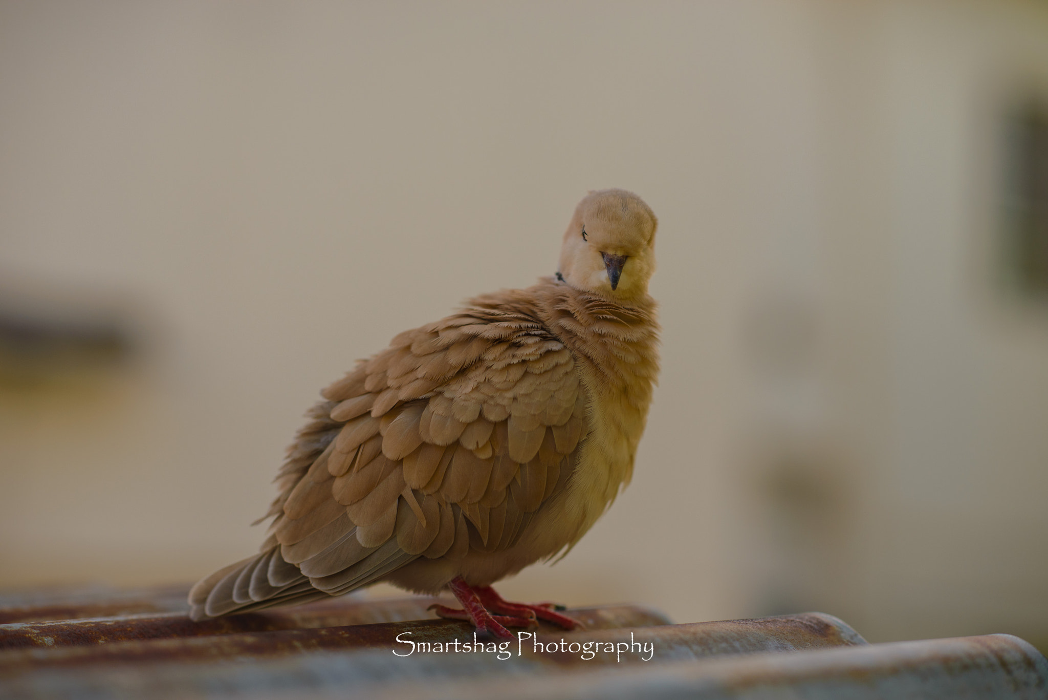 Nikon D610 + Nikon AF-S Nikkor 85mm F1.4G sample photo. Did you get my good side? photography