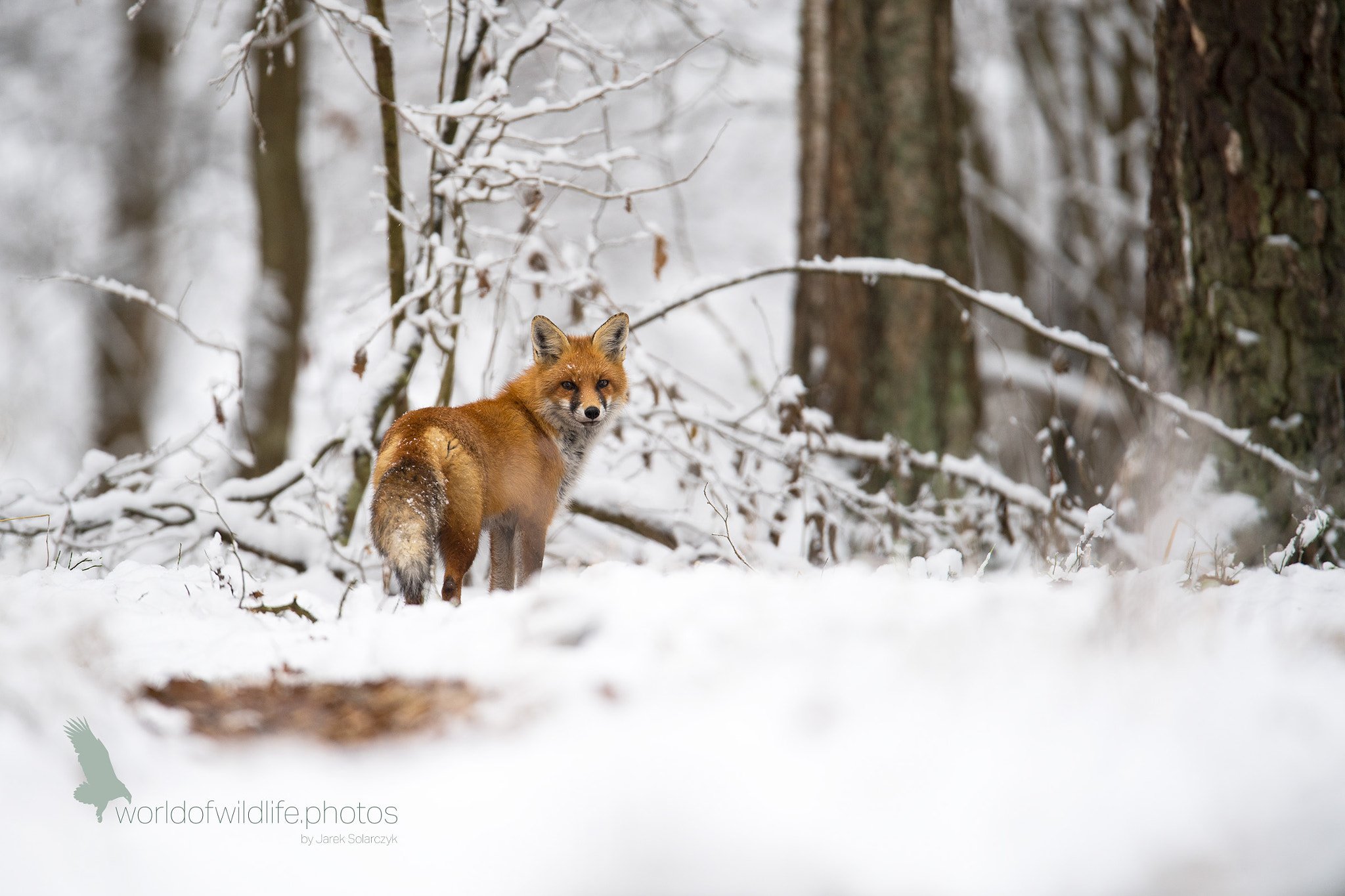 Nikon D5 sample photo. Red fox photography