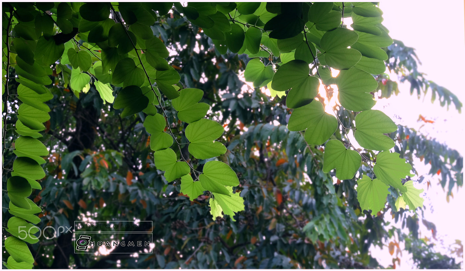 Fujifilm X-M1 + Fujifilm XC 50-230mm F4.5-6.7 OIS sample photo. Love leaves photography