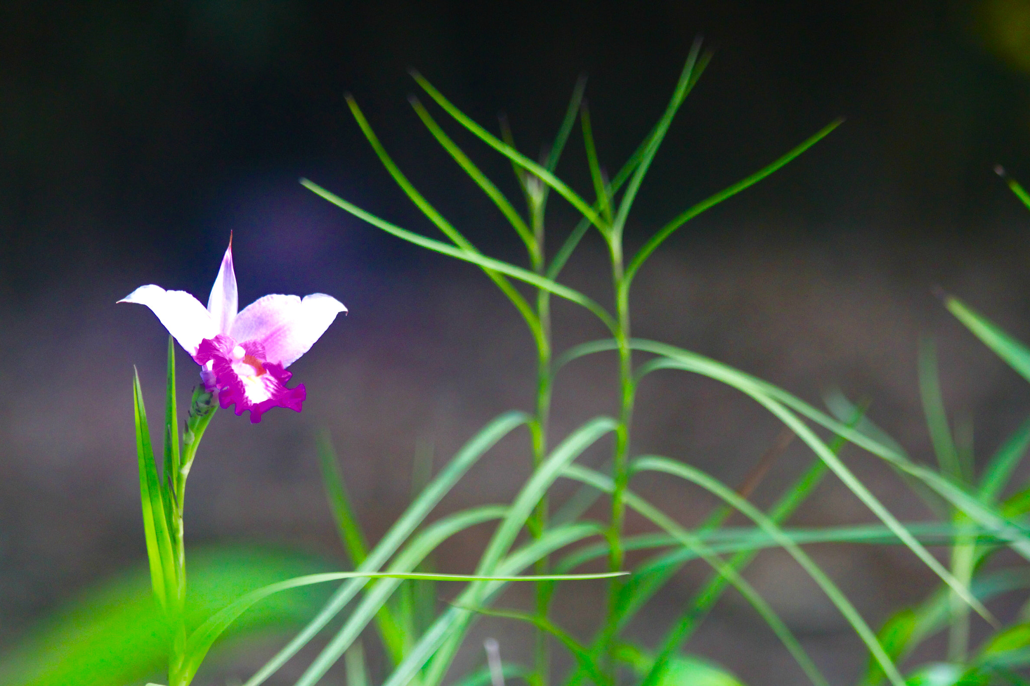 Canon EF 70-300mm F4-5.6 IS USM sample photo. Orchid photography