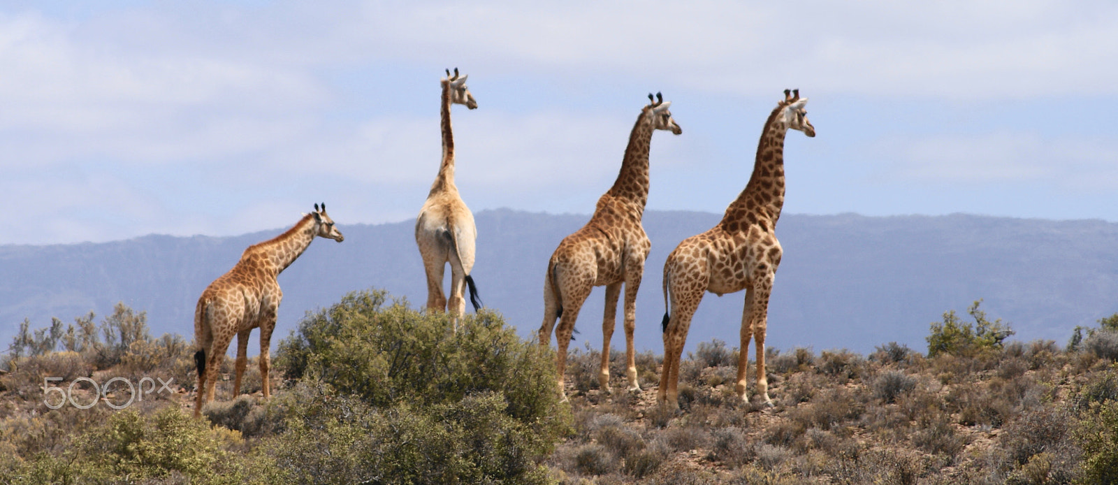 Sigma 70-300mm F4-5.6 DL Macro sample photo. Giraffe family photography