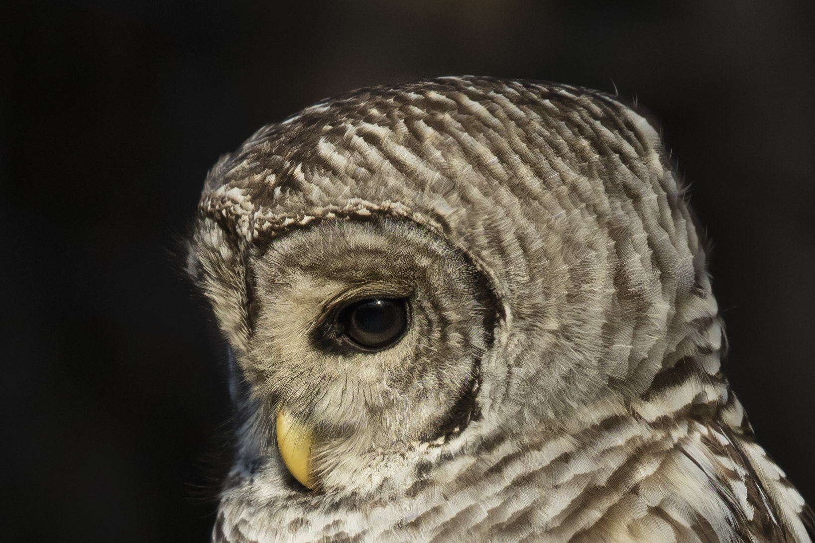Canon EF 600mm F4L IS II USM sample photo. Barred owl photography