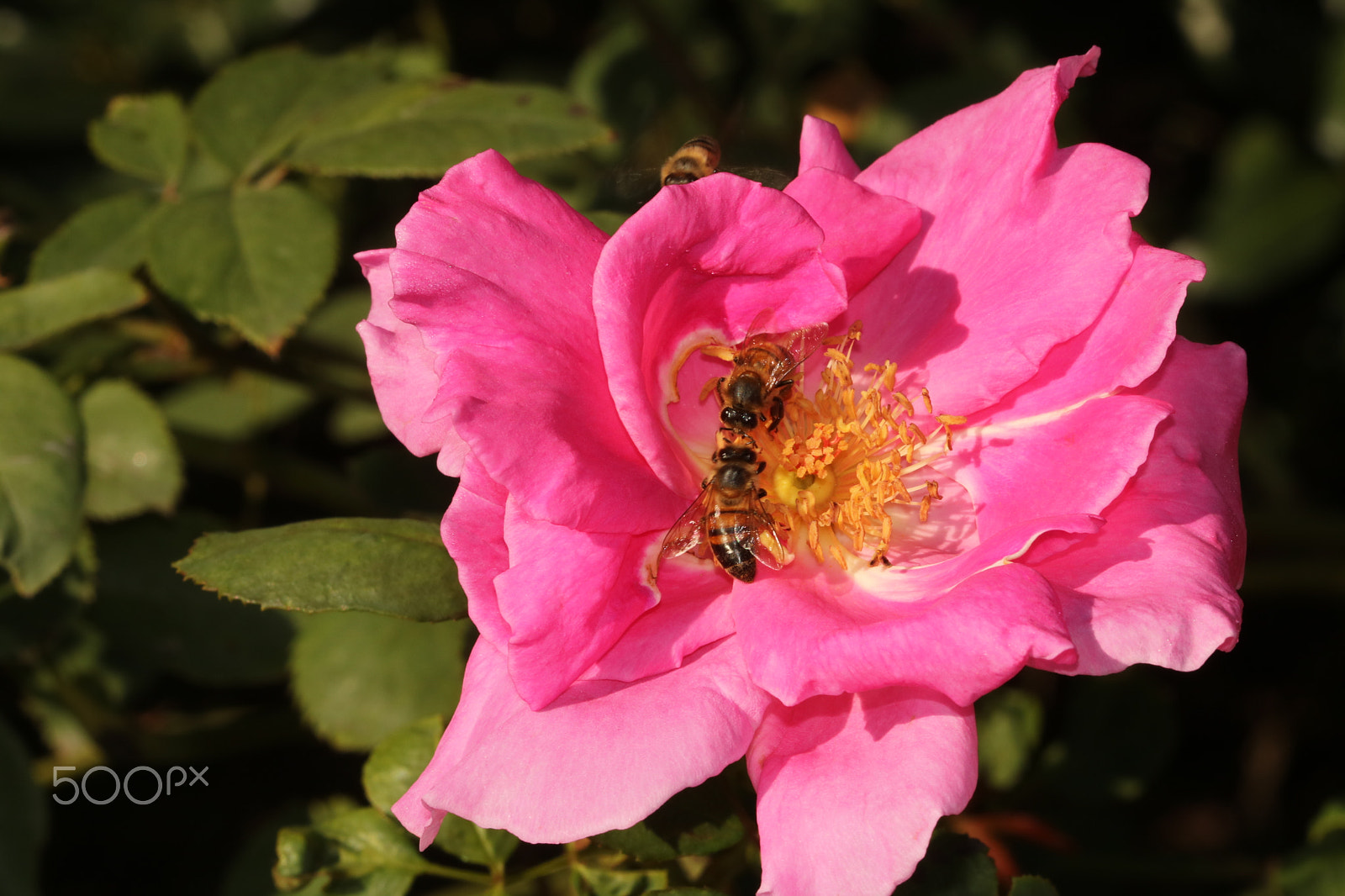 Canon EF 100mm F2.8 Macro USM sample photo. Hello! photography