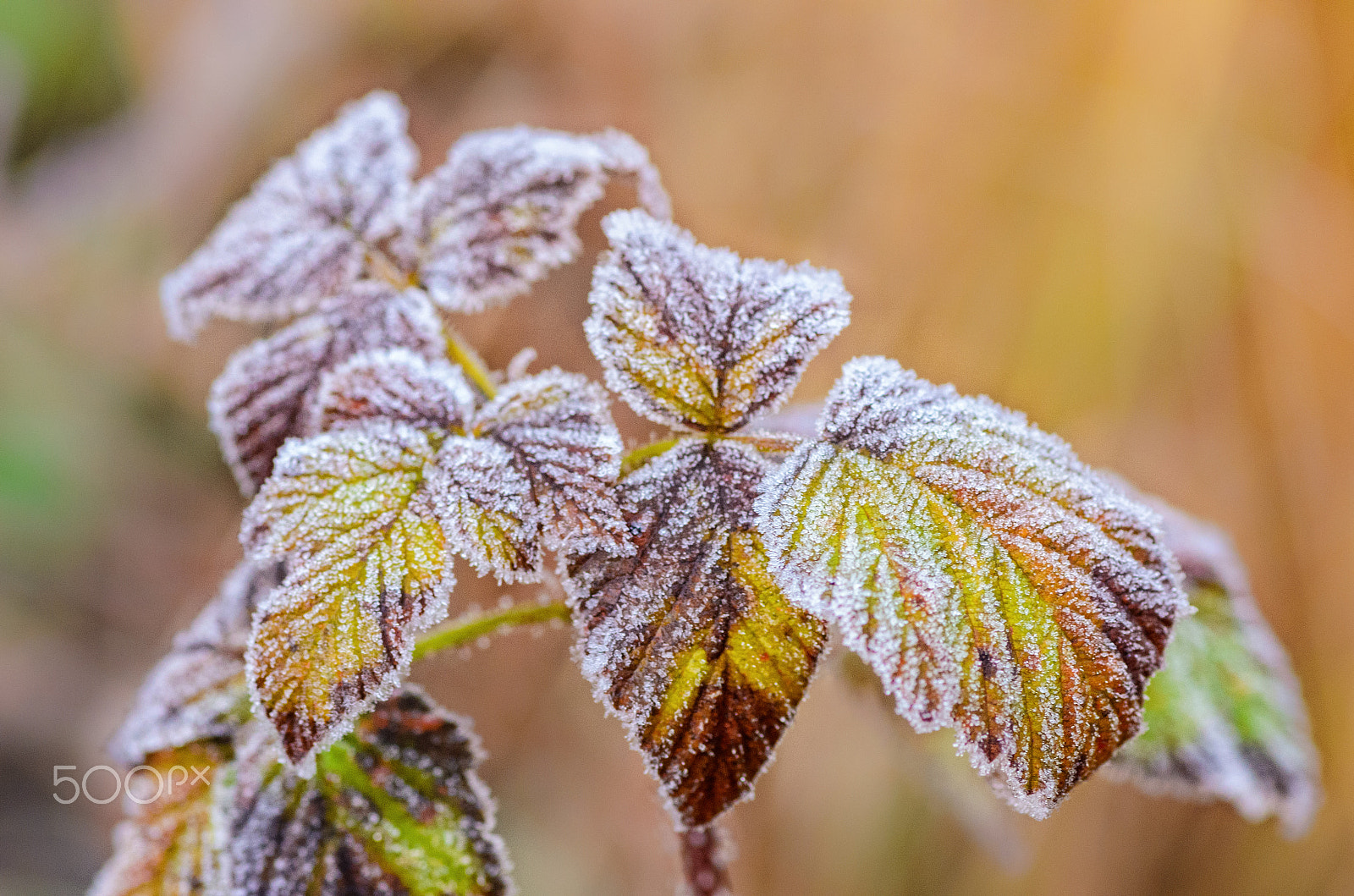 Tokina AT-X Pro 100mm F2.8 Macro sample photo. Winter coat photography