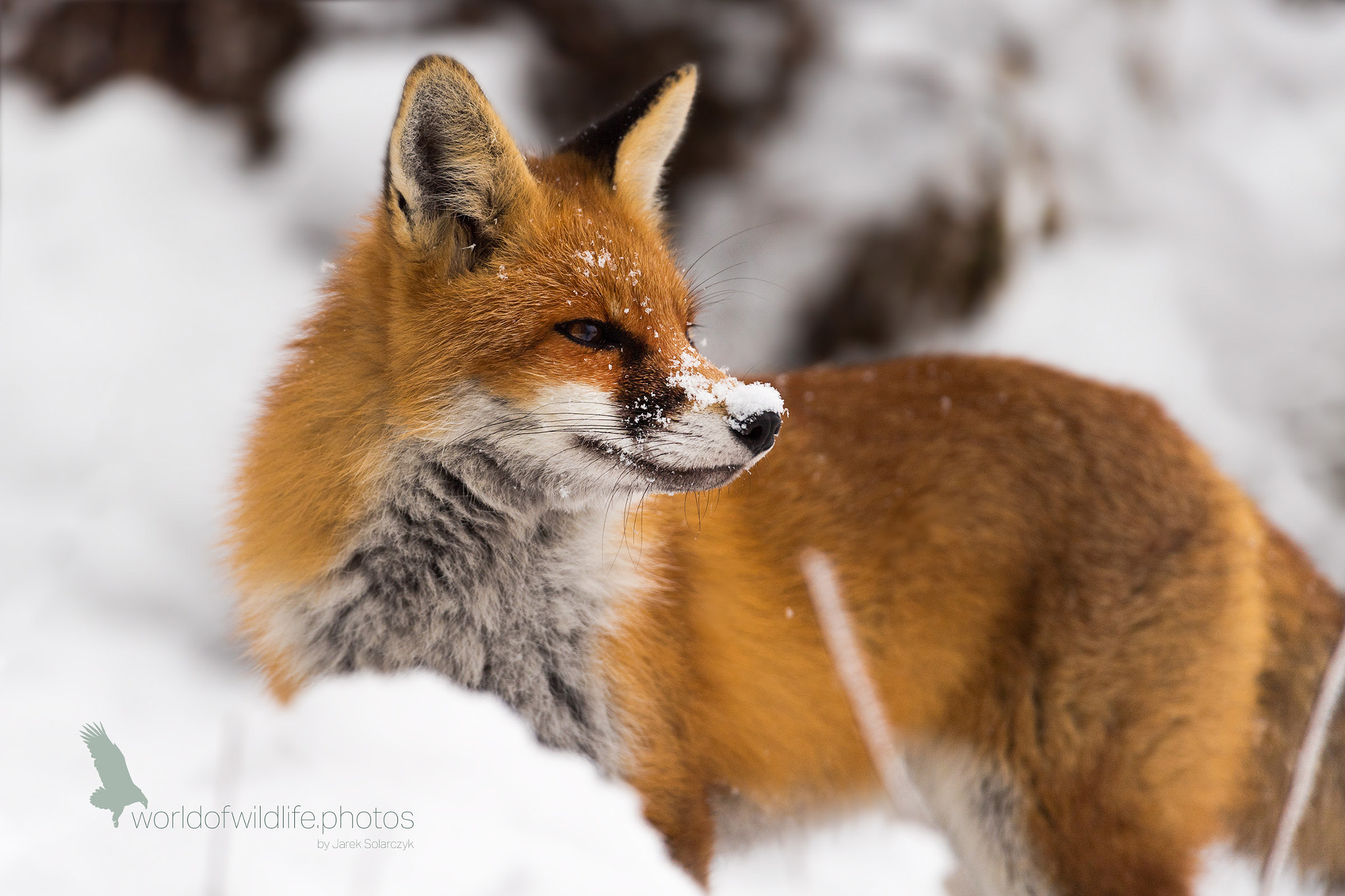 Nikon D5 + Nikon AF-S Nikkor 600mm F4G ED VR sample photo. Red fox 2 photography