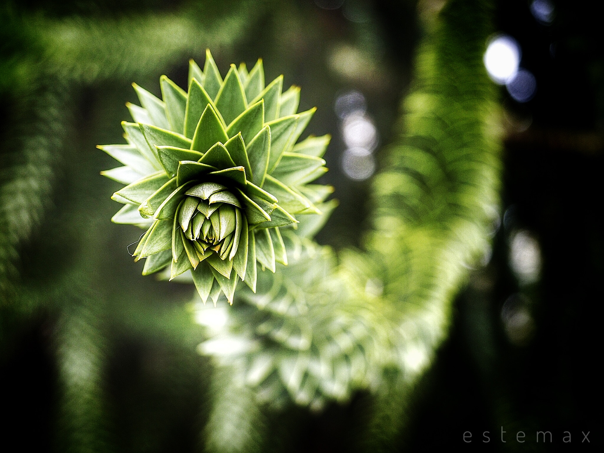 Olympus M.Zuiko Digital ED 12-40mm F2.8 Pro sample photo. Green snakes photography