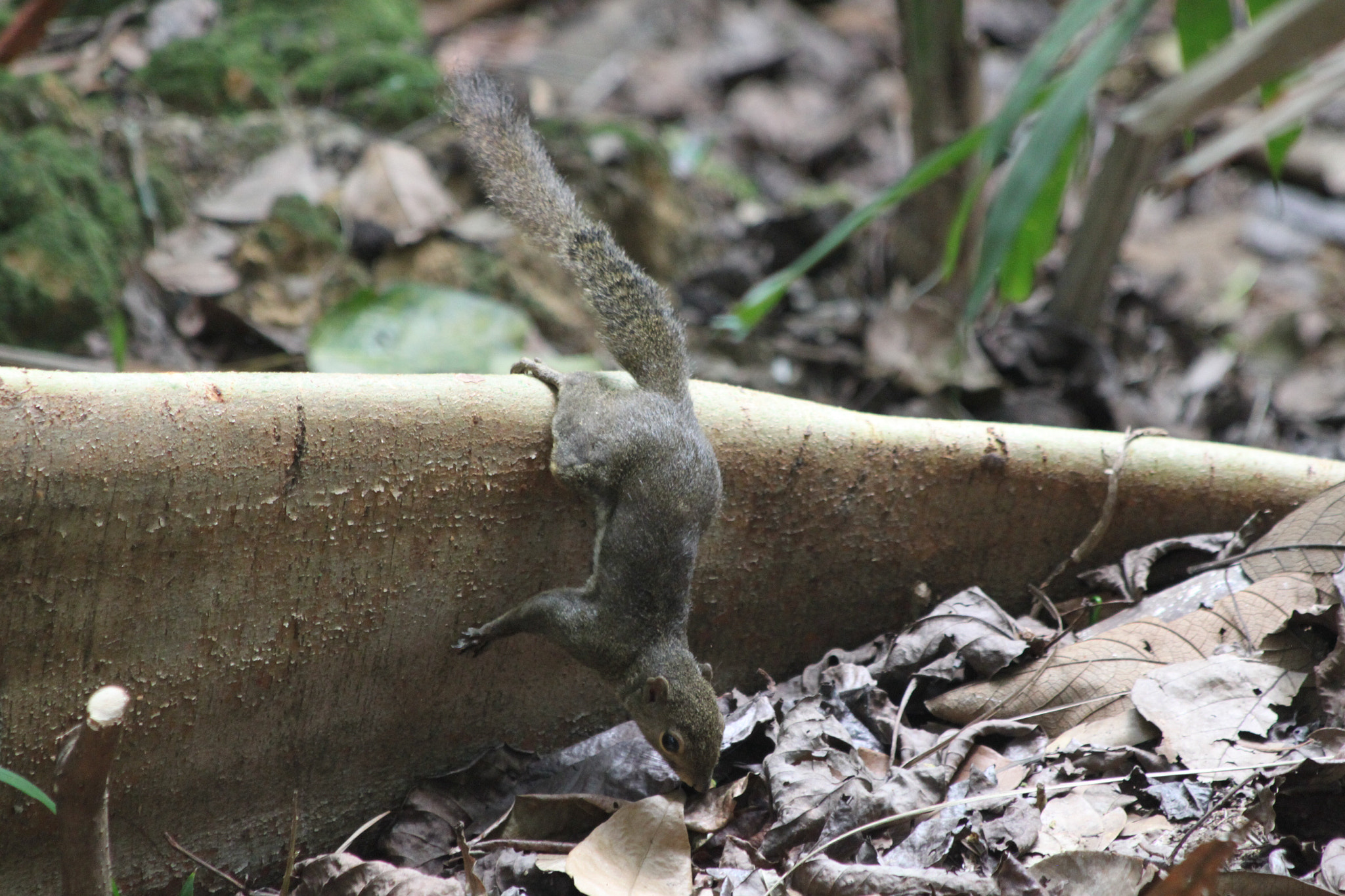 Canon EF 70-300mm F4-5.6 IS USM sample photo. Equilibrium photography