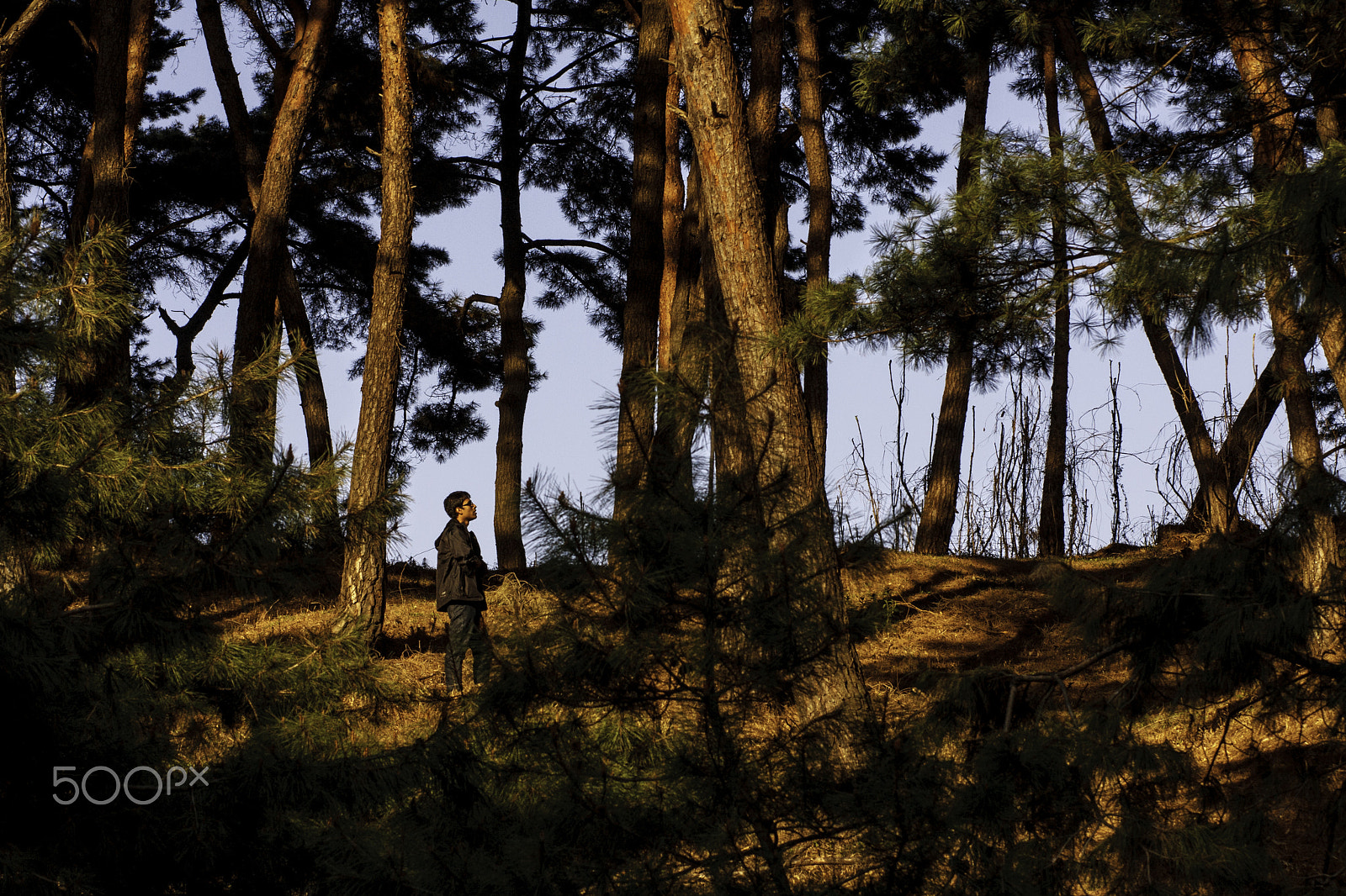 Canon EOS 40D + Canon EF 85mm F1.8 USM sample photo. Searching for green peace..... photography