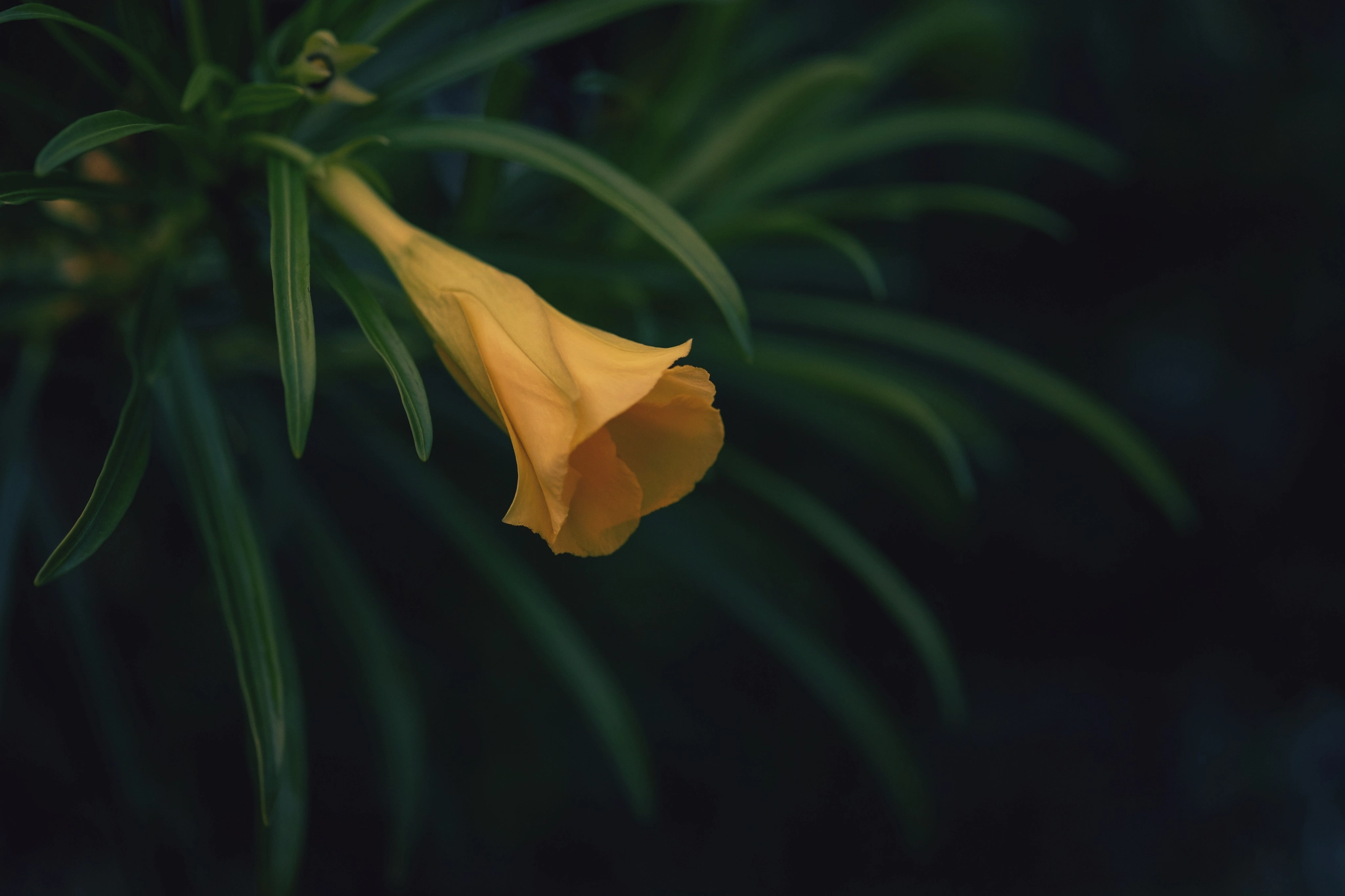 Fujifilm X-T1 + Fujifilm XF 60mm F2.4 R Macro sample photo. *** photography