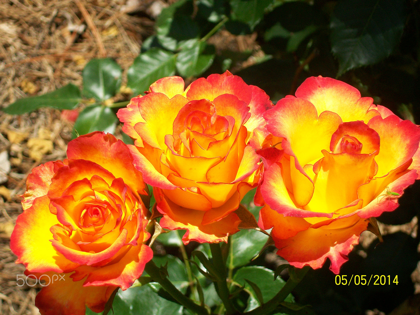 Kodak EASYSHARE C1013 DIGITAL CAMERA sample photo. Pretty roses photography