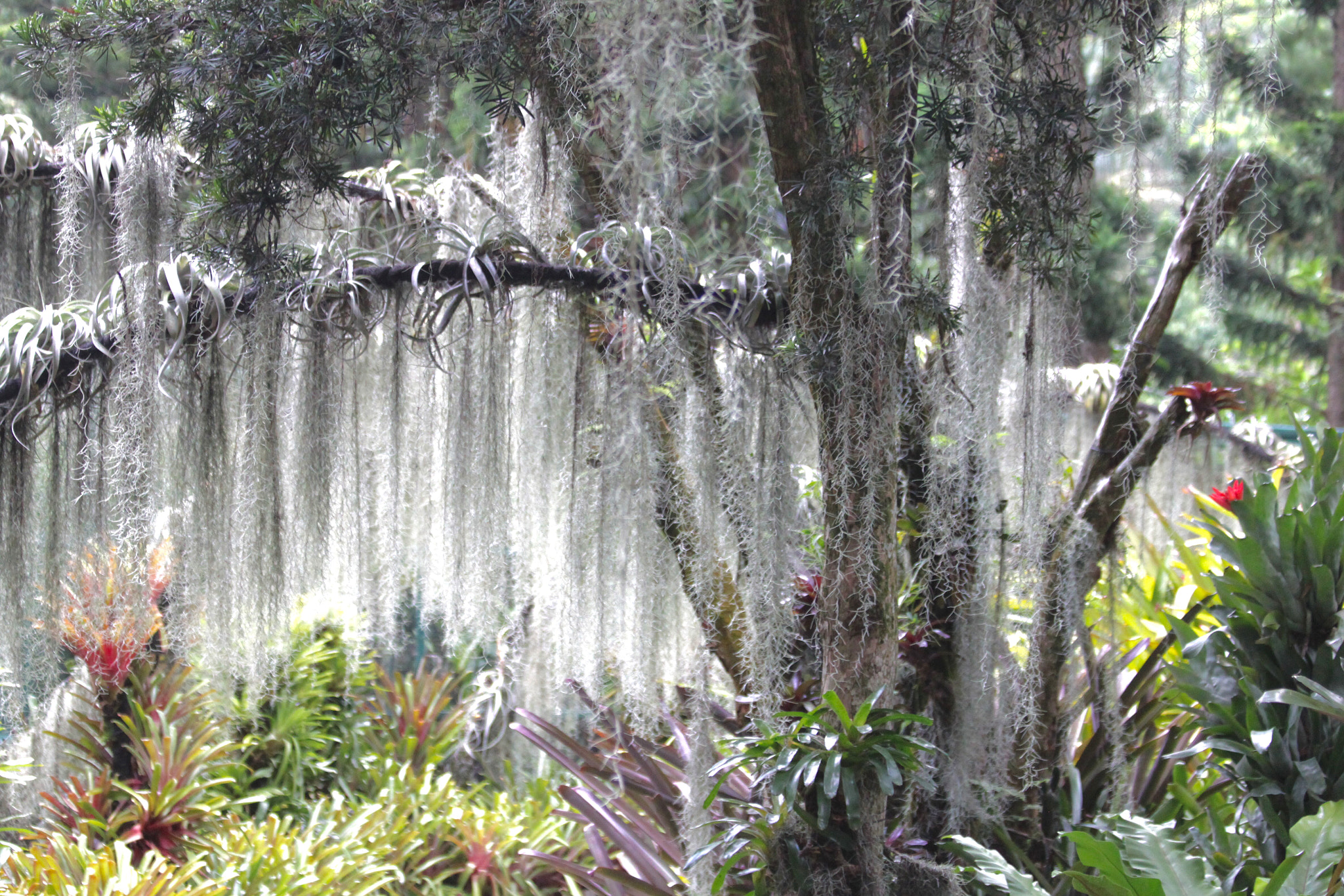 Canon EF 70-300mm F4-5.6 IS USM sample photo. Wonderful vegetation photography