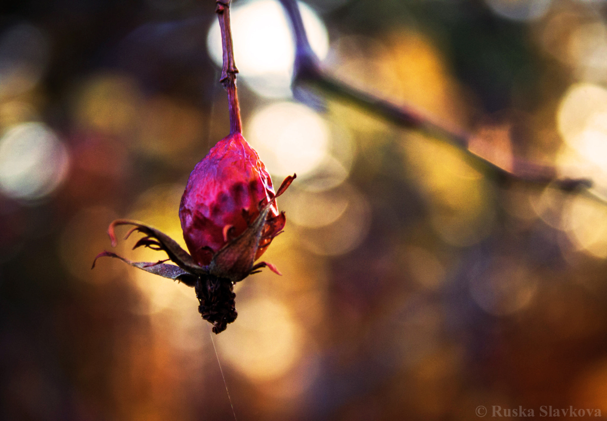 Canon EOS 40D sample photo. Gone with the summer photography
