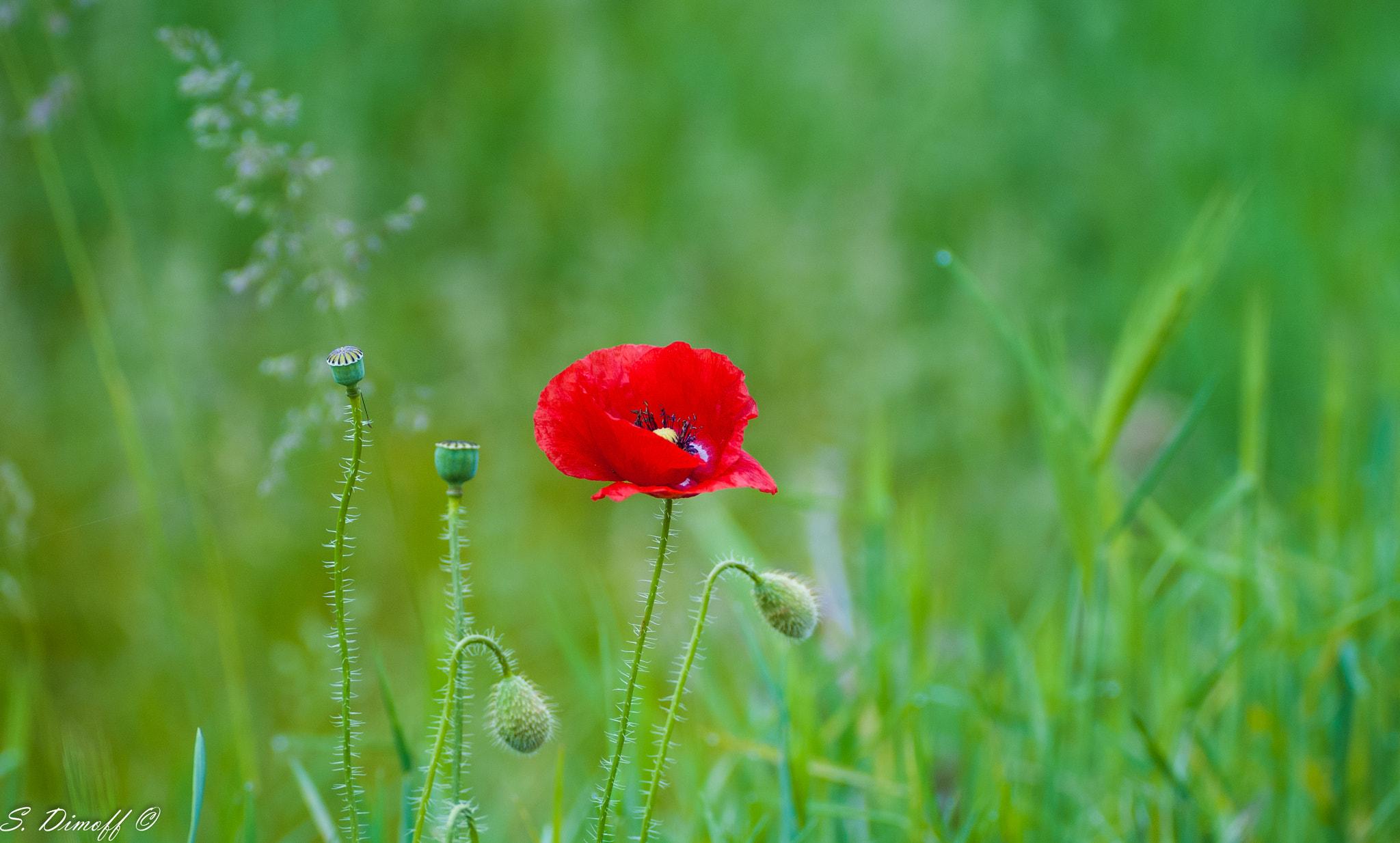 Sony Alpha DSLR-A200 + Tamron SP 70-300mm F4-5.6 Di USD sample photo. Poppy :) photography